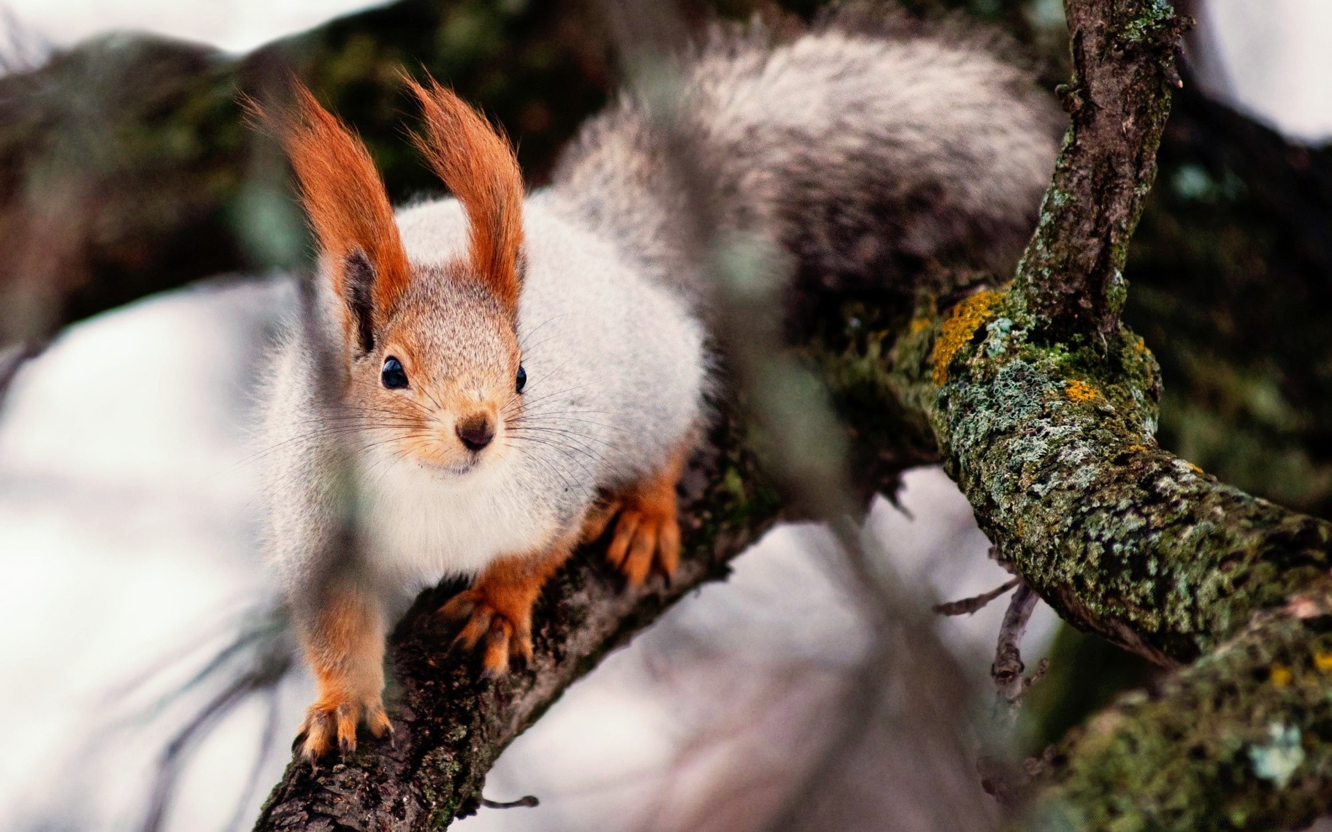 tiere tierwelt säugetier natur eichhörnchen nagetier niedlich im freien baum tier wild wenig holz fell flaumig mutter neugierig liebenswert