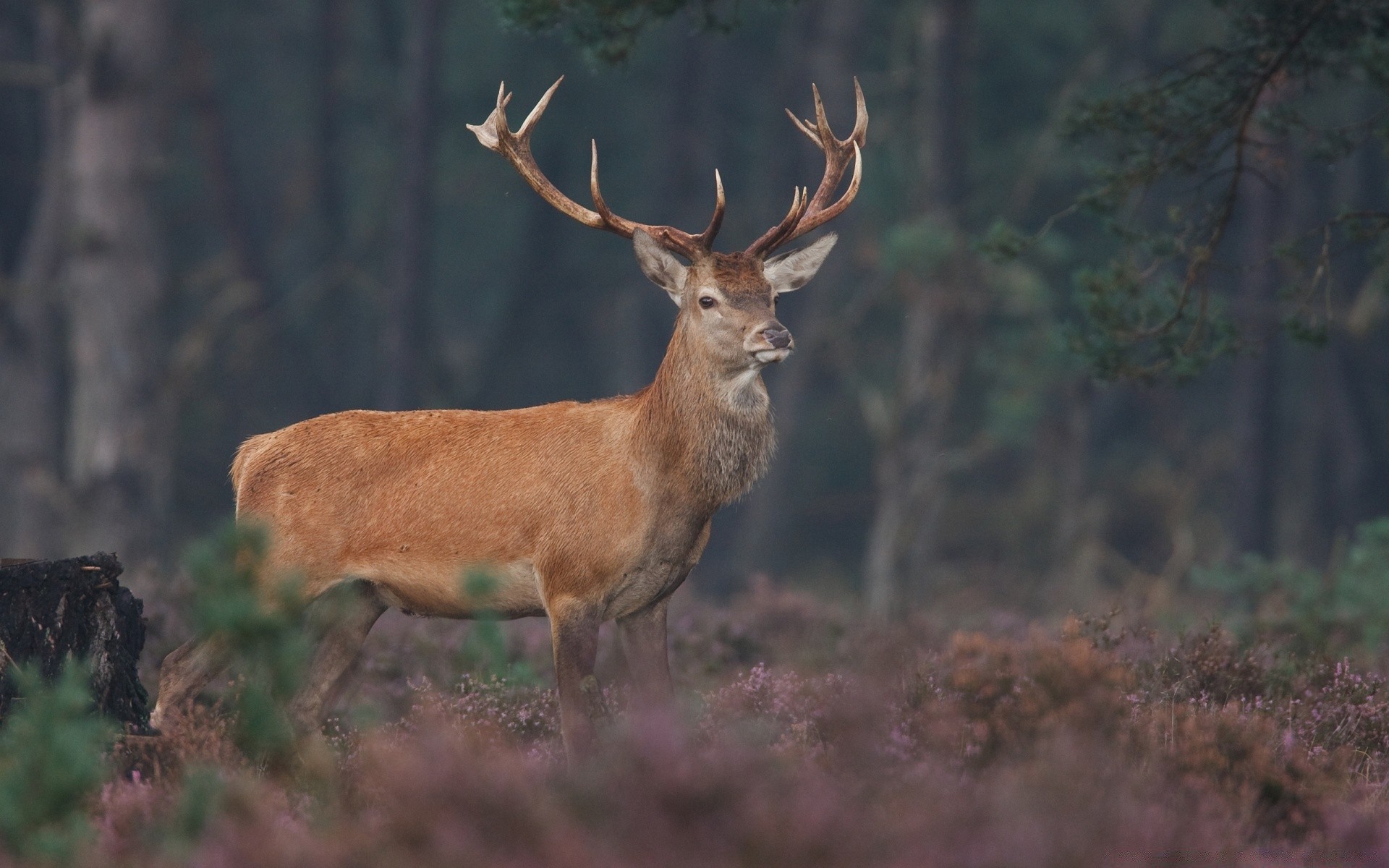 tiere hirsch geweih säugetier tierwelt tank junggesellenabschied holz natur racks virginia hirsch herbst im freien wild furchen tier elch gras hirsch