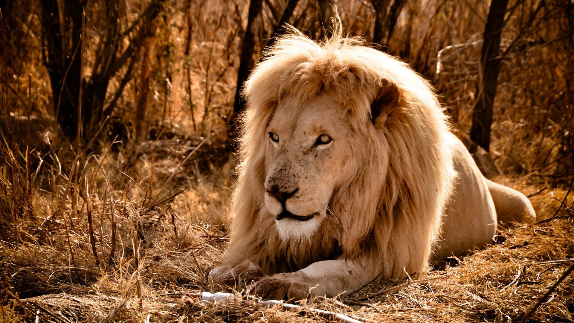 animaux mammifère faune chat lion nature portrait sauvage animal fourrure prédateur mane