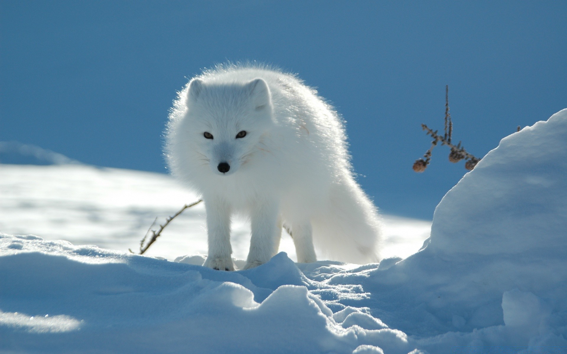 animals snow winter frosty cold nature ice outdoors mammal frozen frost polar daylight wildlife