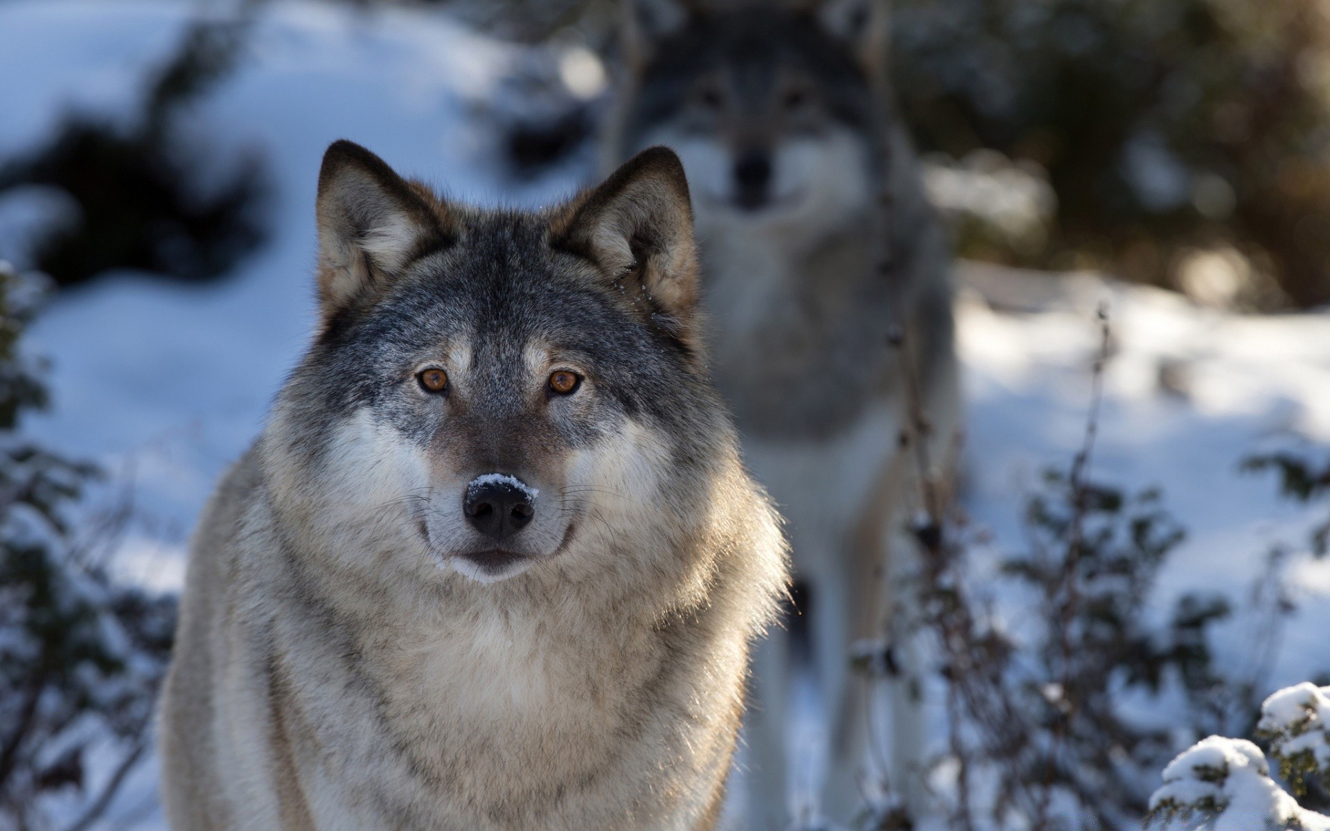 animals snow mammal wildlife winter wolf nature outdoors wood frosty wild predator cold animal