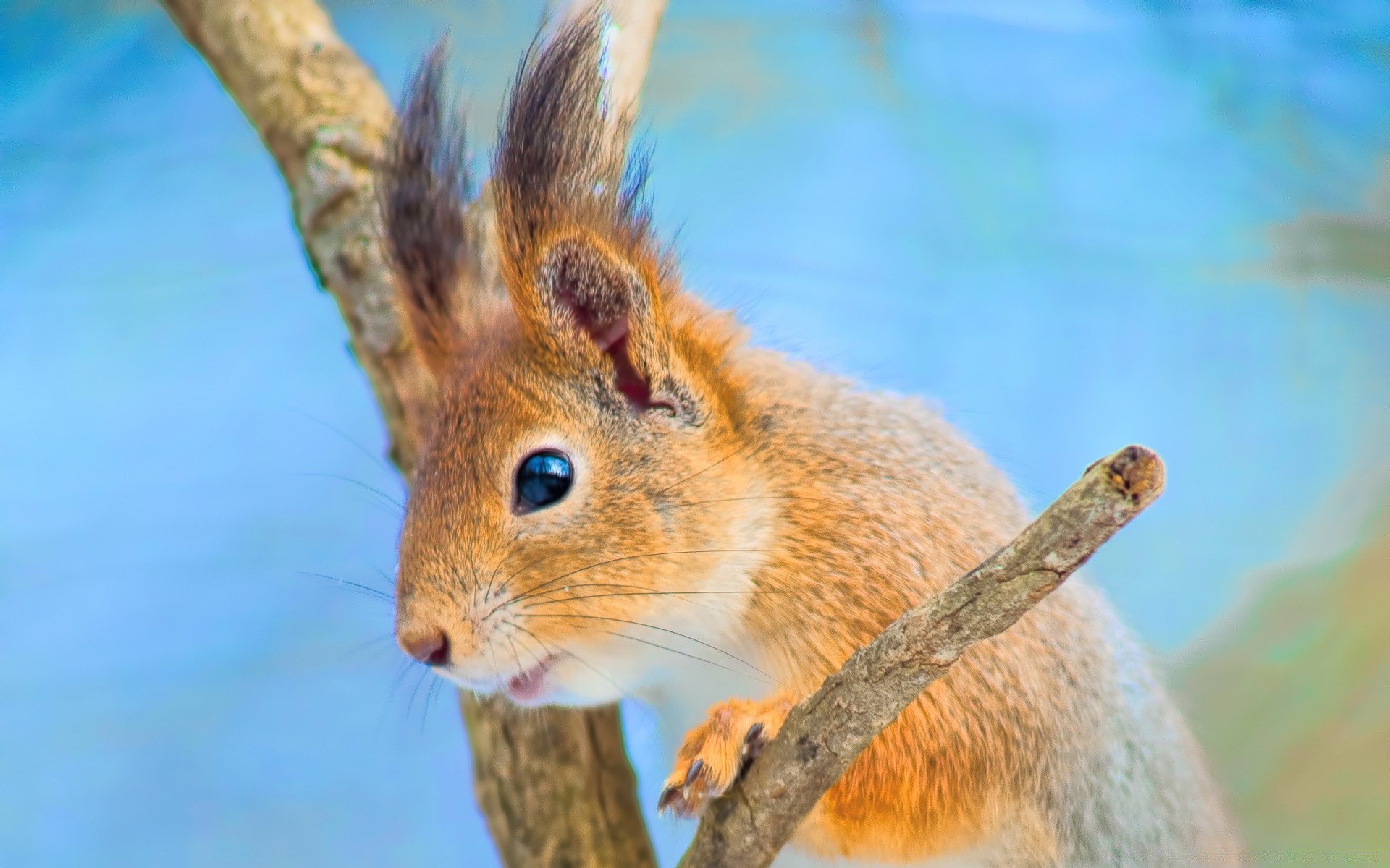 animaux la nature la faune mignon à l extérieur animal mammifère fourrure sauvage peu bois