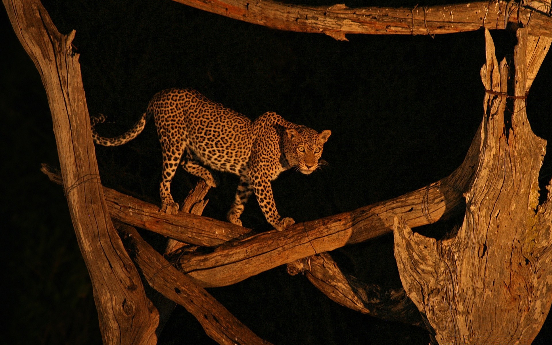 animales mamífero gato vida silvestre madera