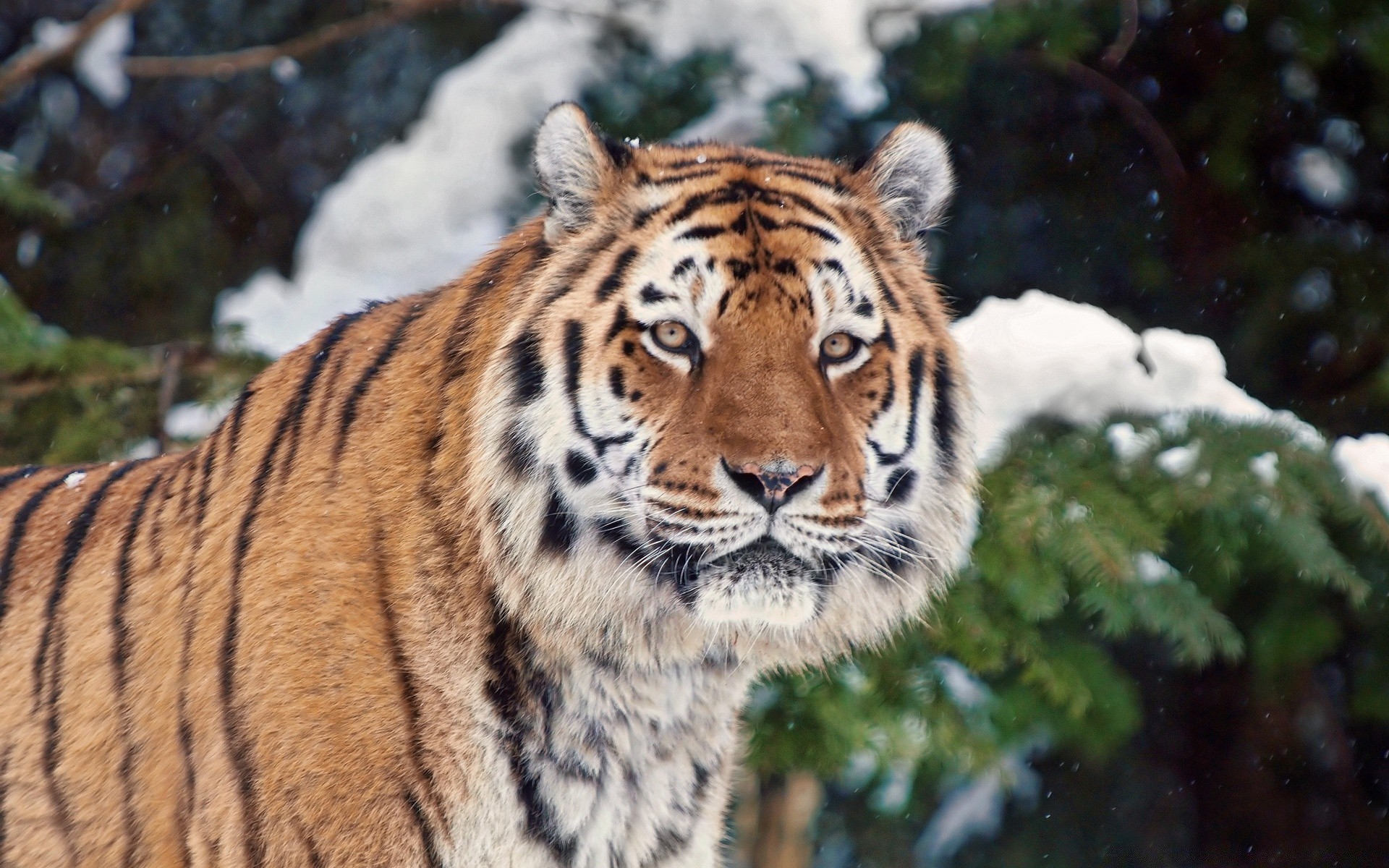 tiere tierwelt katze tiger raubtier säugetier wild fleischesser jäger natur dschungel groß tier zoo gefahr safari jagd porträt fell böse kopf