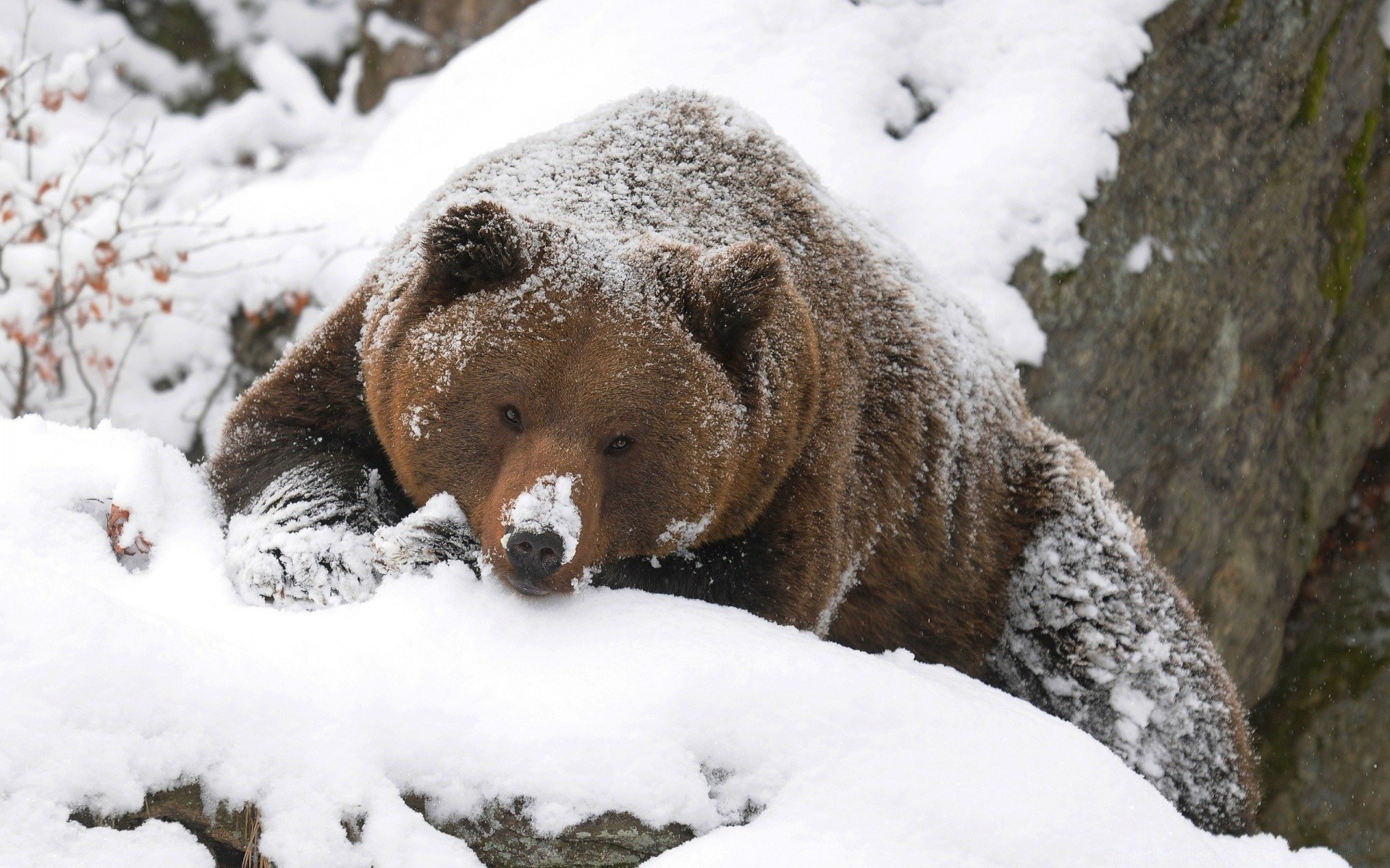 tiere schnee winter frostig säugetier kälte tierwelt natur im freien eis frost tier