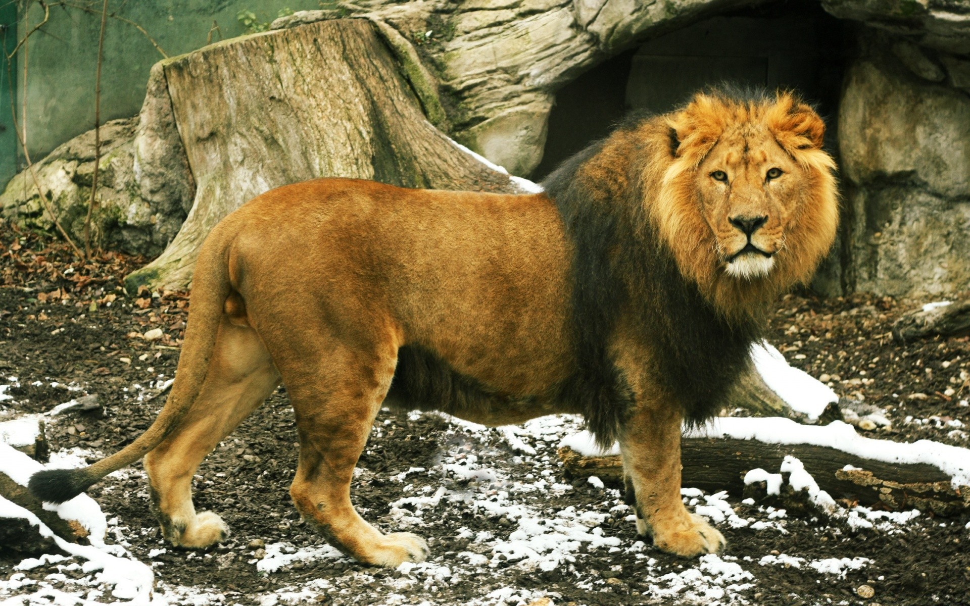 animaux mammifère faune chat lion sauvage prédateur animal mangeur de viande nature zoo portrait danger fourrure chasseur