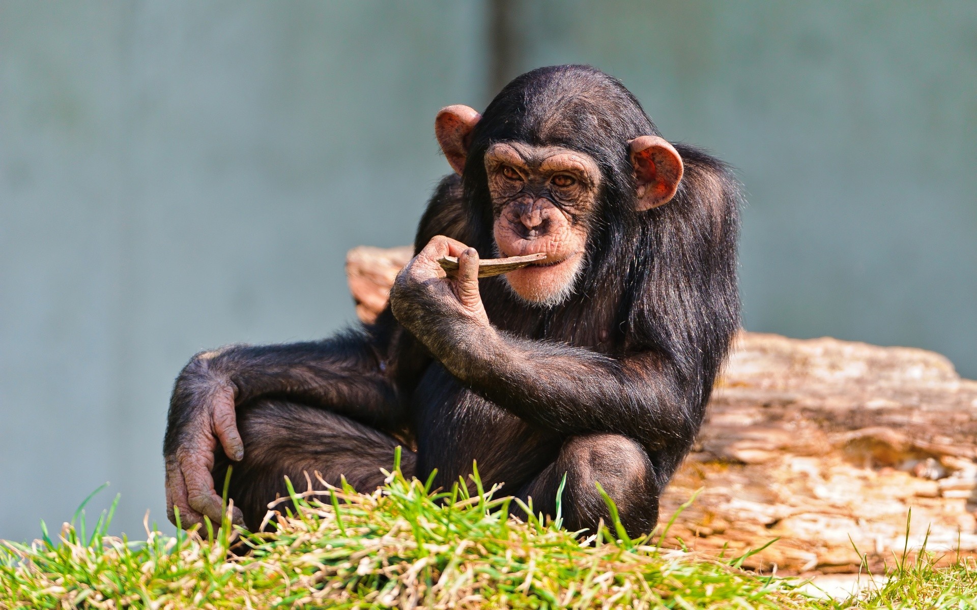 tiere säugetier vorsteher krümmen affe tierwelt tier natur porträt wild schimpanse dschungel zoo gras kind niedlich ein