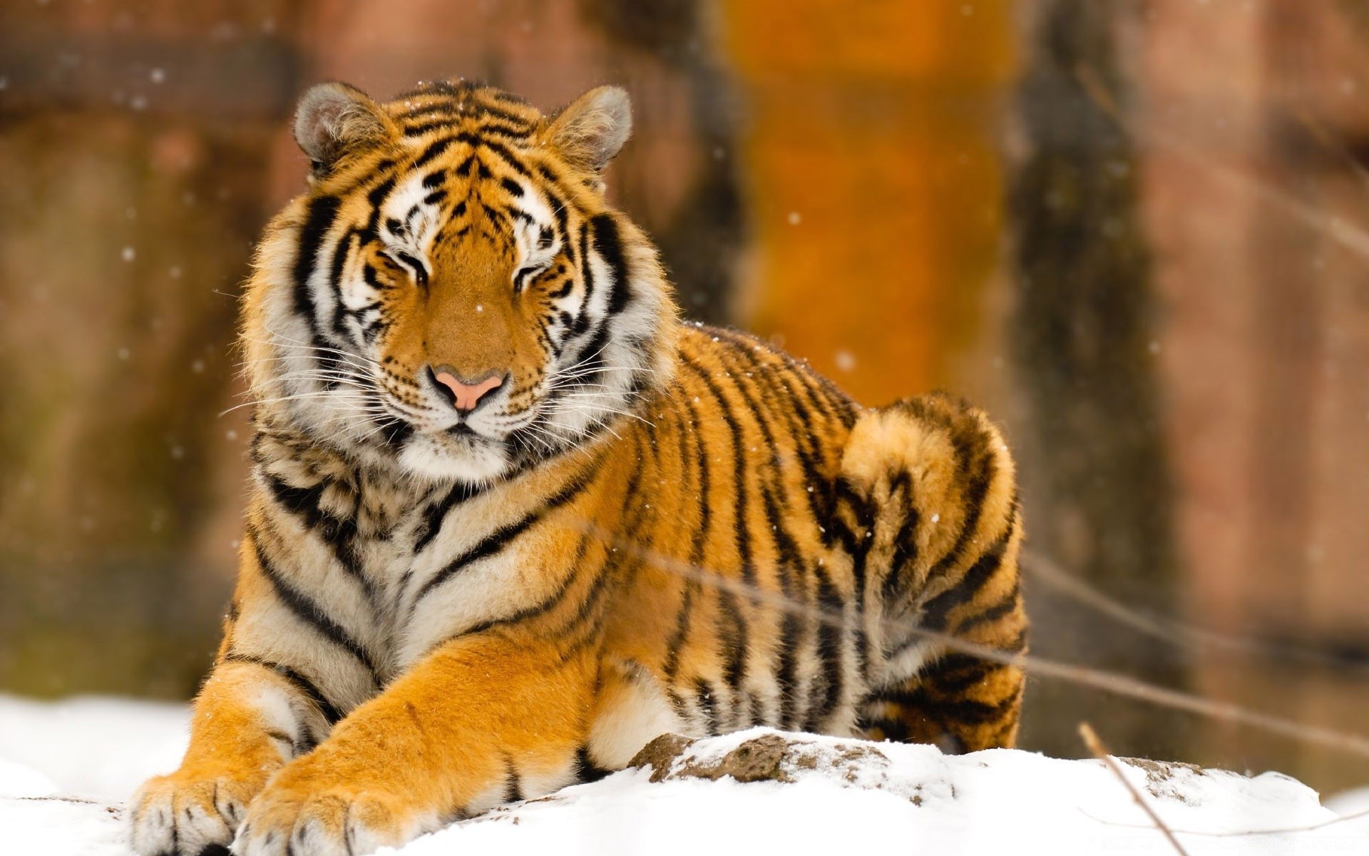 animaux tigre chat faune mammifère prédateur chasseur animal mangeur de viande zoo sauvage nature jungle chasse sibérien danger bande