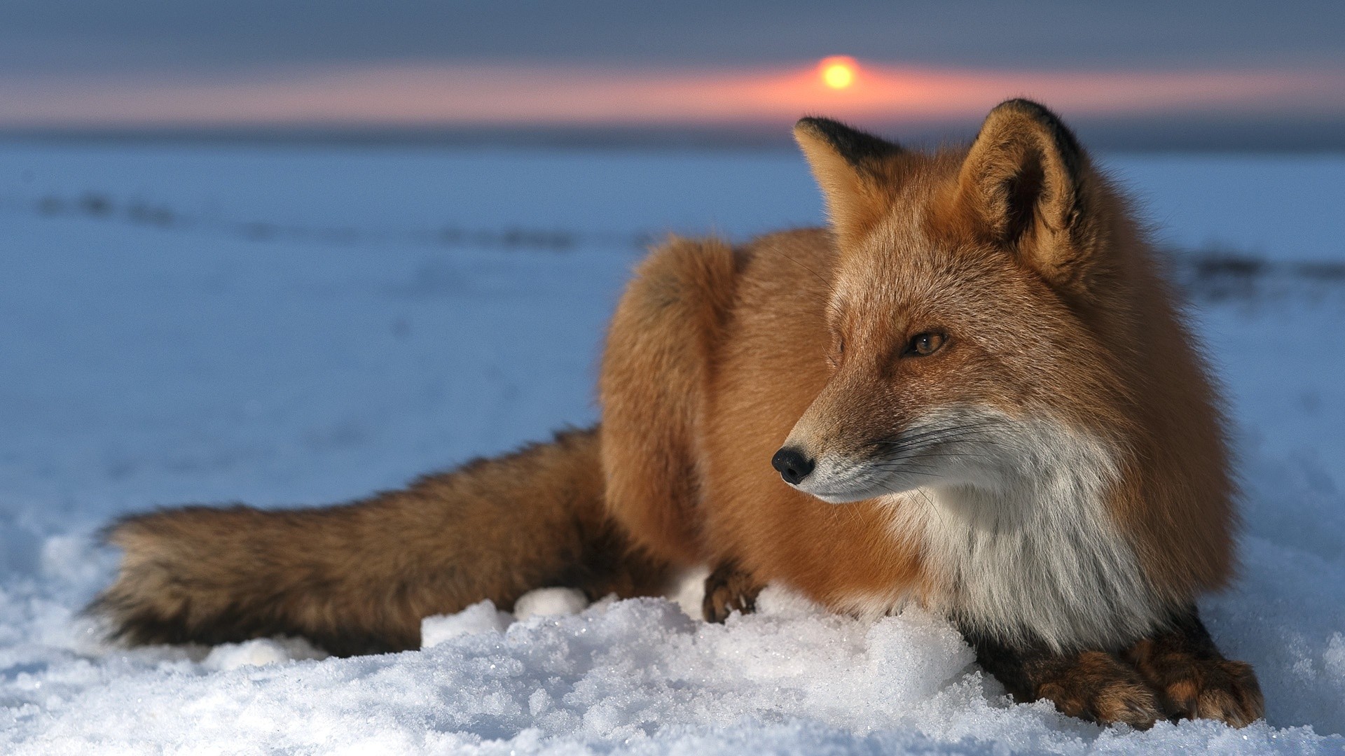 animals fox mammal wildlife winter snow canine outdoors nature animal fur frosty predator