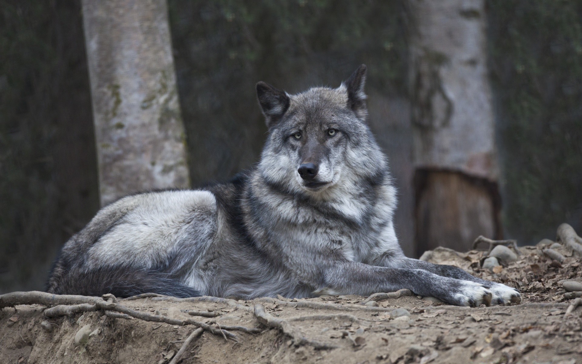 animais mamífero vida selvagem natureza selvagem madeira predador carnívoro animal jardim zoológico ao ar livre lobo pele