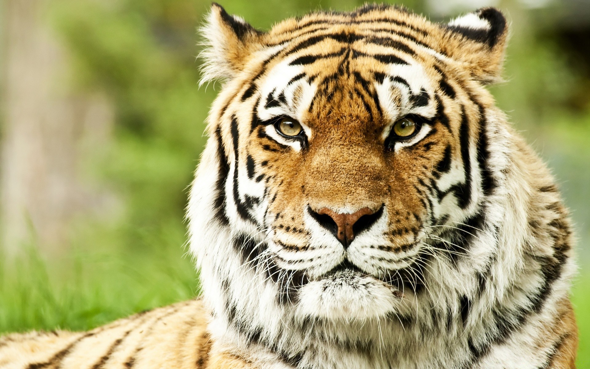 animaux la faune tigre chat animal prédateur mangeur de viande chasseur mammifère sauvage grand jungle zoo safari à la recherche fourrure chasse sibérien en colère tigris colérique