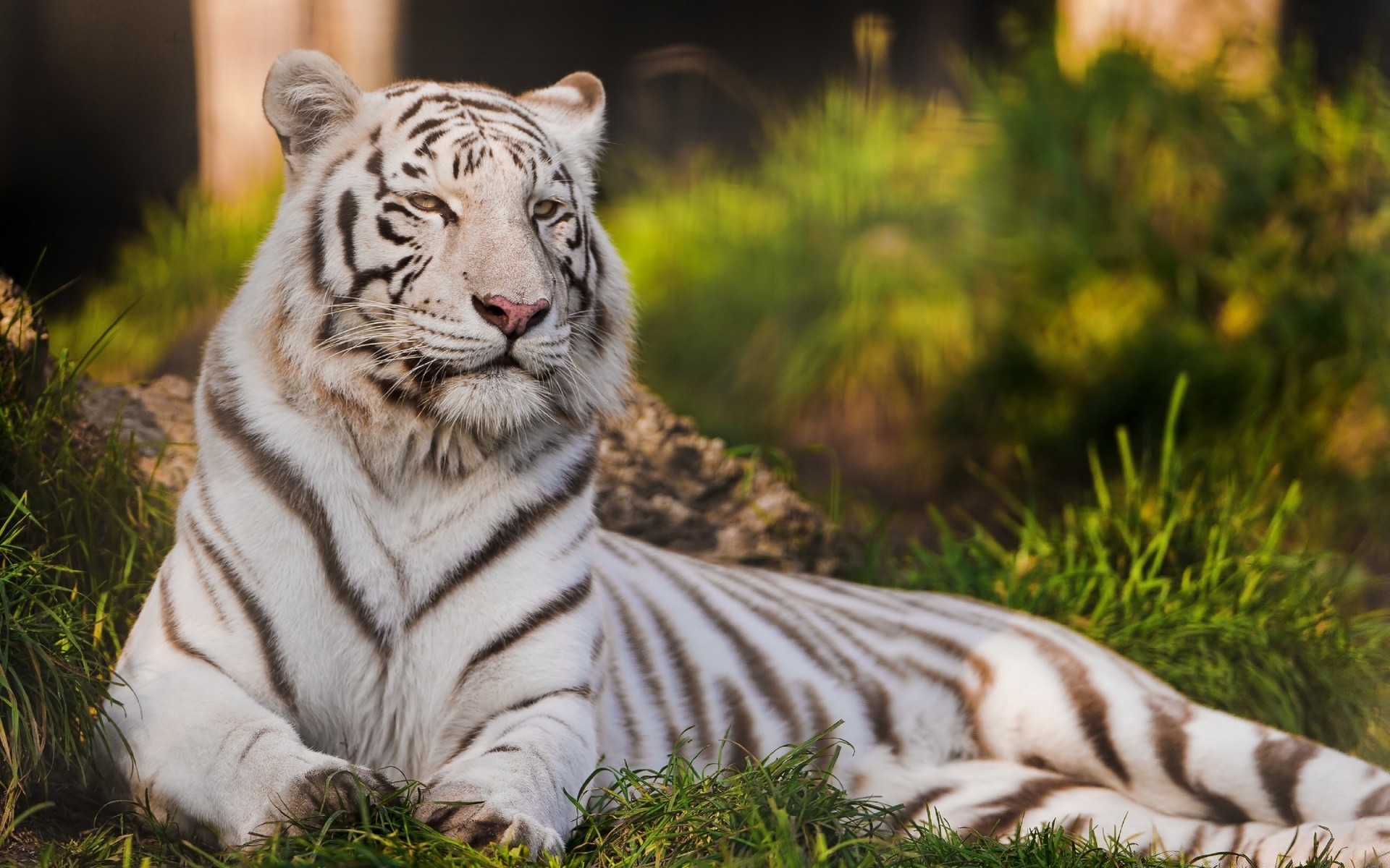 animales tigre vida silvestre animal gato zoológico mamífero selva depredador grande carnívoro piel raya naturaleza salvaje safari cazador siberiano tigris peligro caza