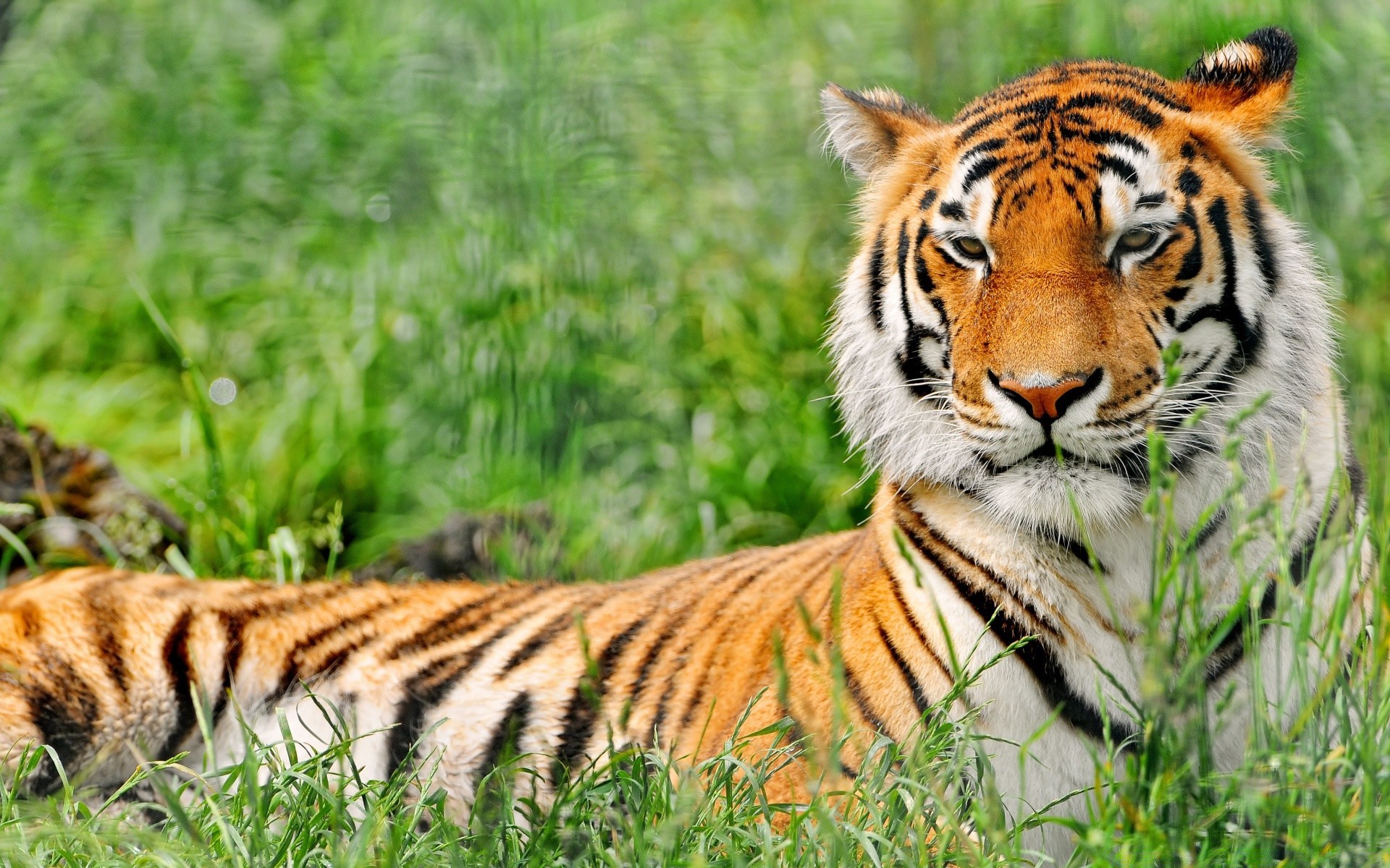 animali gatto tigre fauna selvatica predatore mangiatore di carne cacciatore mammifero animale giungla pelliccia safari grande caccia selvaggio banda tigris siberiano zoo aggressione irascibile