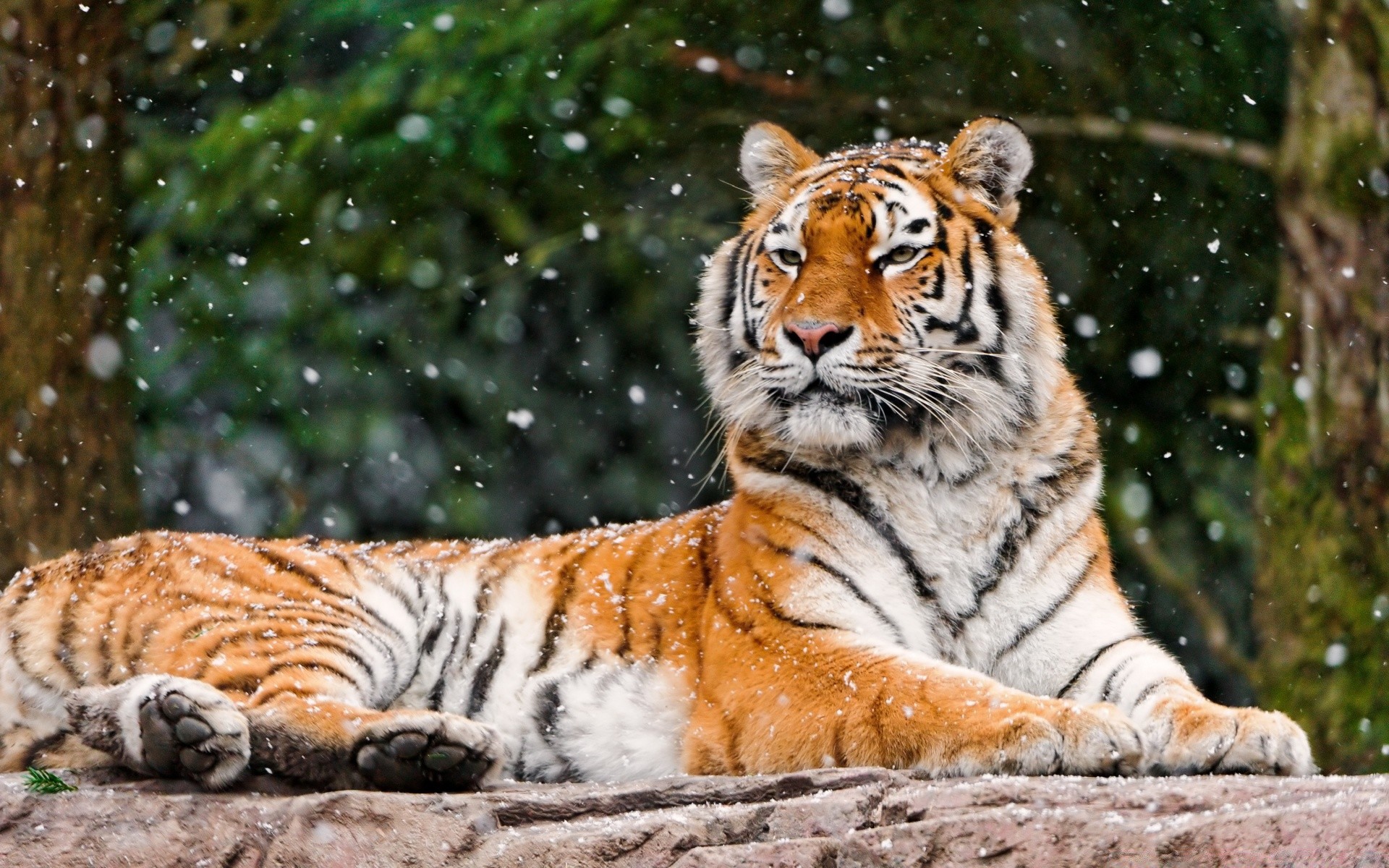 animaux chat faune tigre mammifère prédateur mangeur de viande animal chasseur grand danger fourrure bande jungle agression sauvage zoo à la recherche nature chasse sibérien