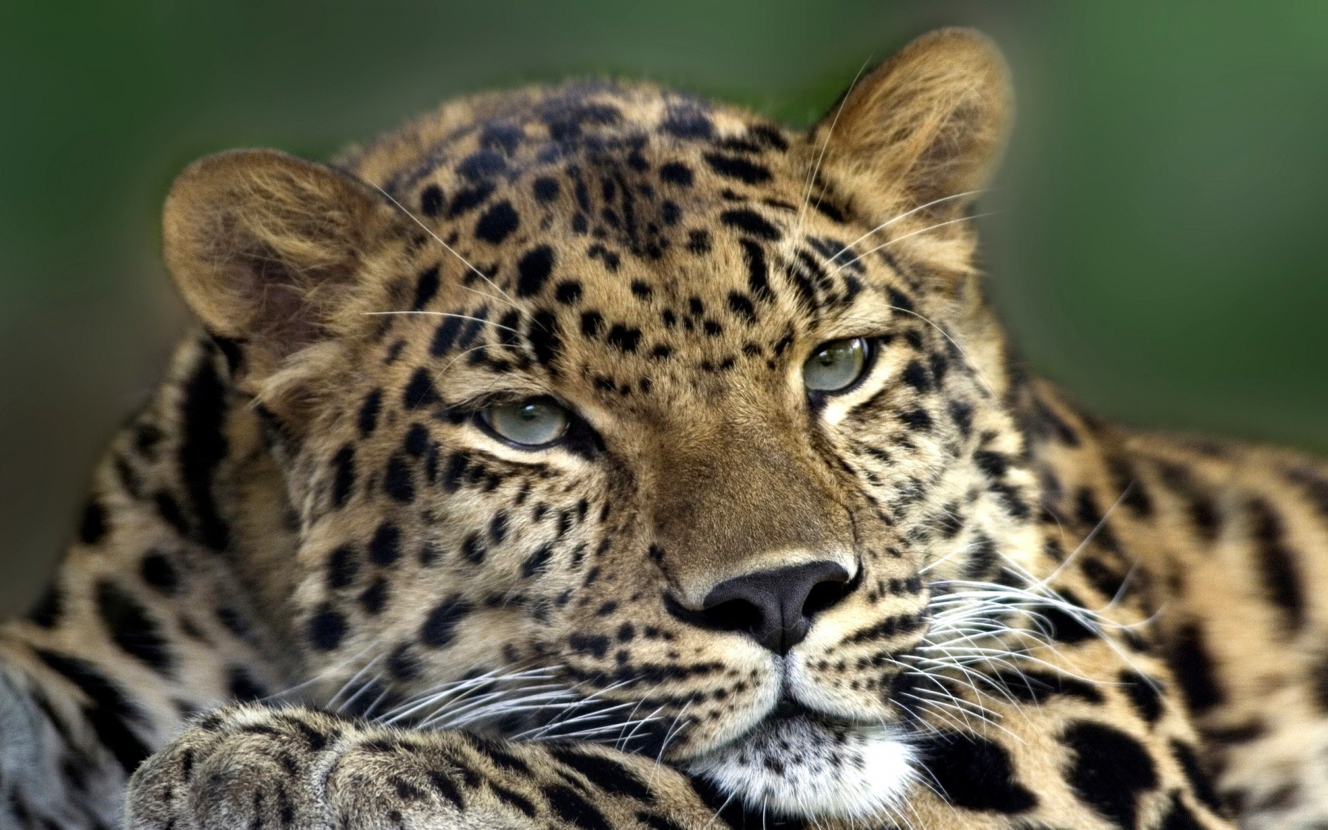 animaux chat faune mammifère léopard prédateur animal chasseur mangeur de viande fourrure oeil safari nature