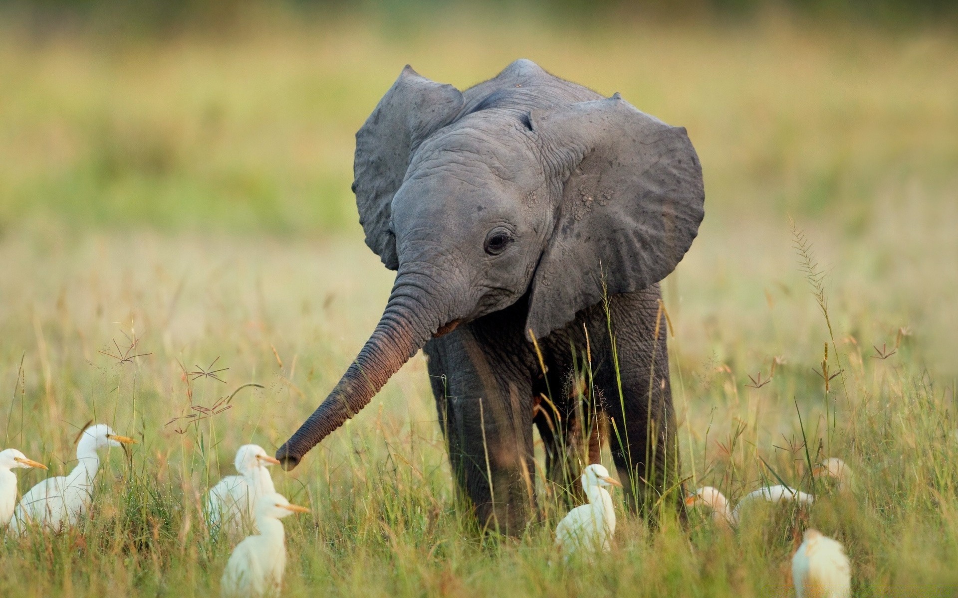 animaux faune animal nature herbe sauvage safari mammifère oiseau à l extérieur éléphant