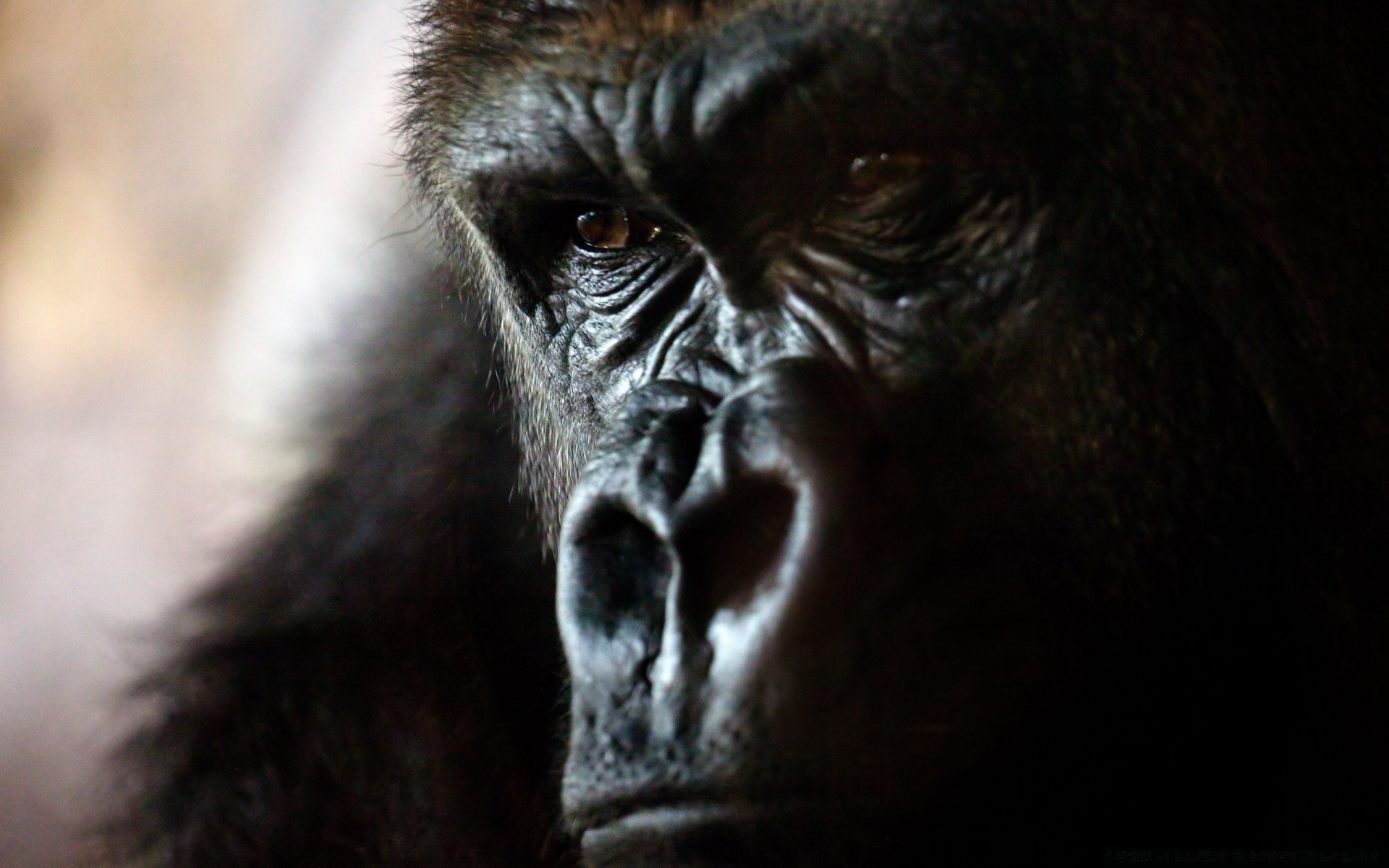 tiere vorsteher affe krümmen säugetier tierwelt porträt gorilla ein zoo makaken schimpanse