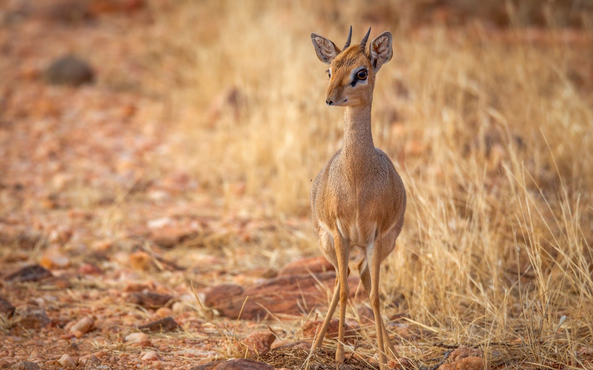 animals wildlife antelope nature mammal wild animal grass deer alert safari outdoors