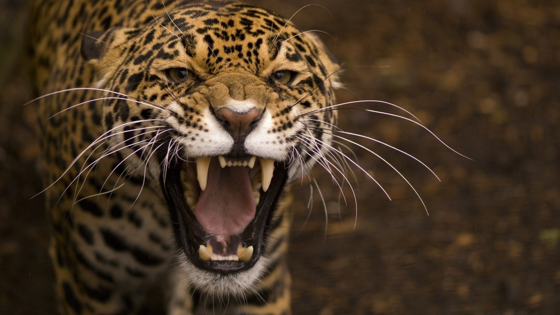 hayvanlar kedi yaban hayatı memeli hayvan yırtıcı hayvan hayvanat bahçesi kaplan leopar portre avcı safari doğa orman kürk tehlike vahşi göz saldırganlık