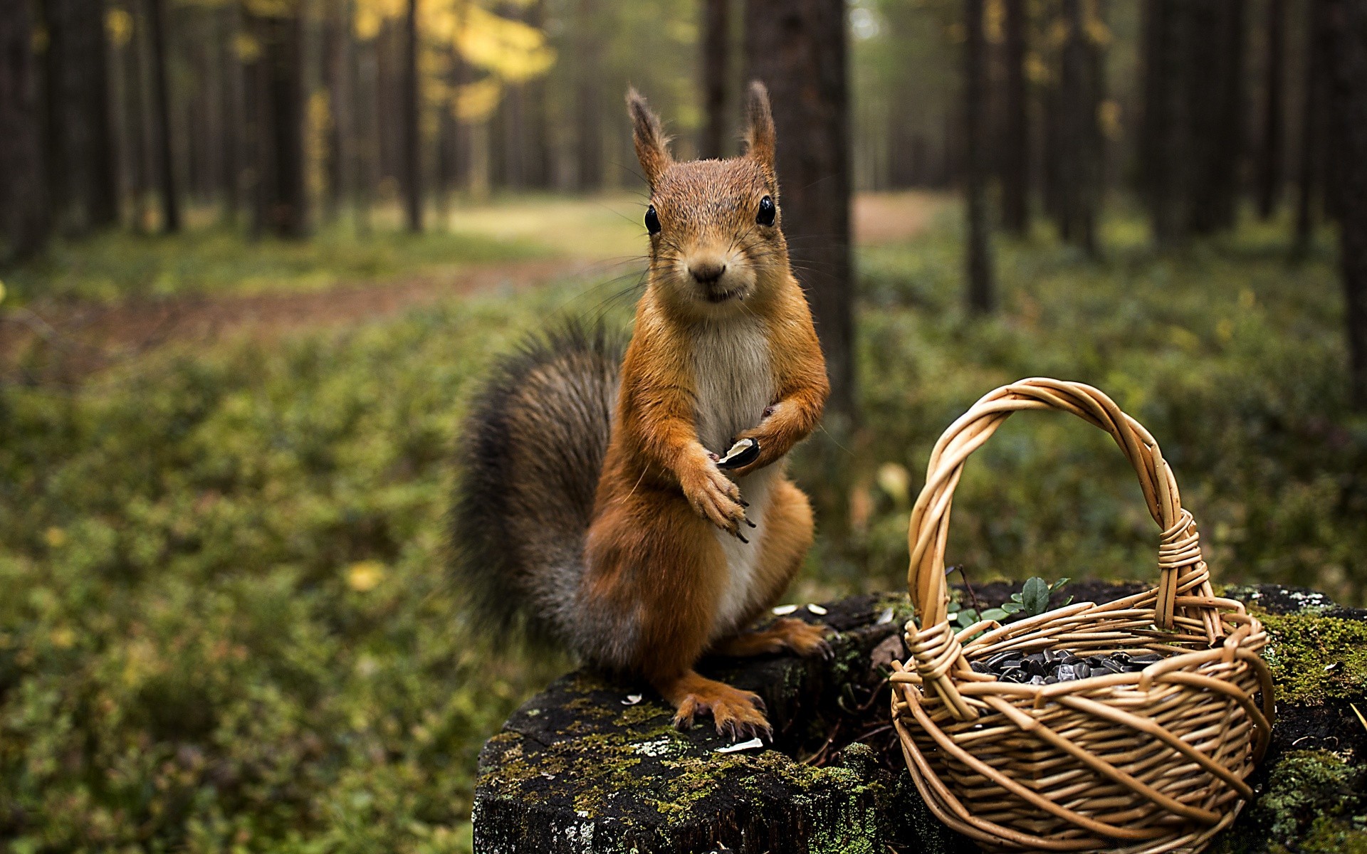 animaux mammifère nature bois en plein air la faune fourrure rongeur mignon animal sauvage