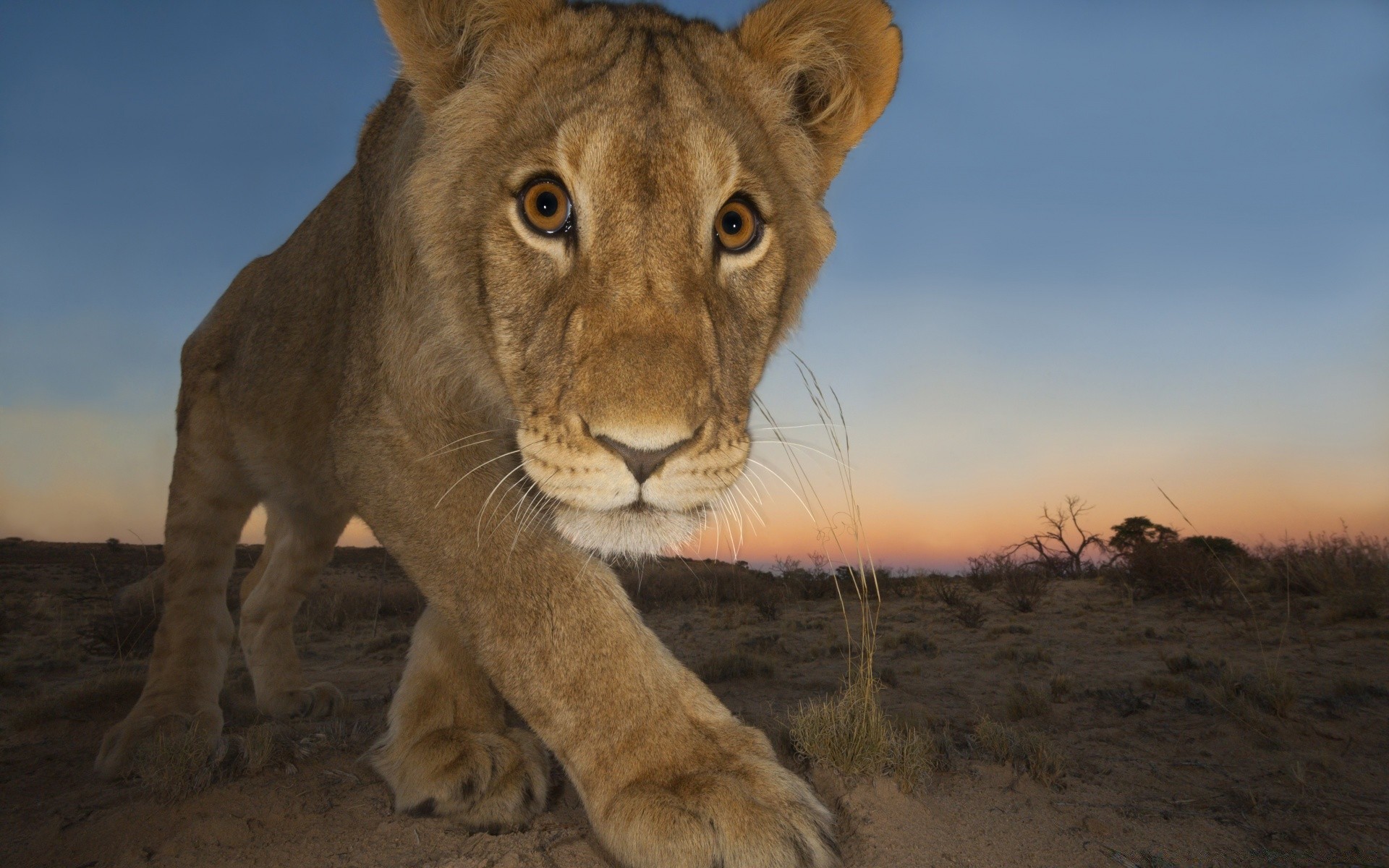 animais vida selvagem mamífero gato leão safari animal selvagem natureza