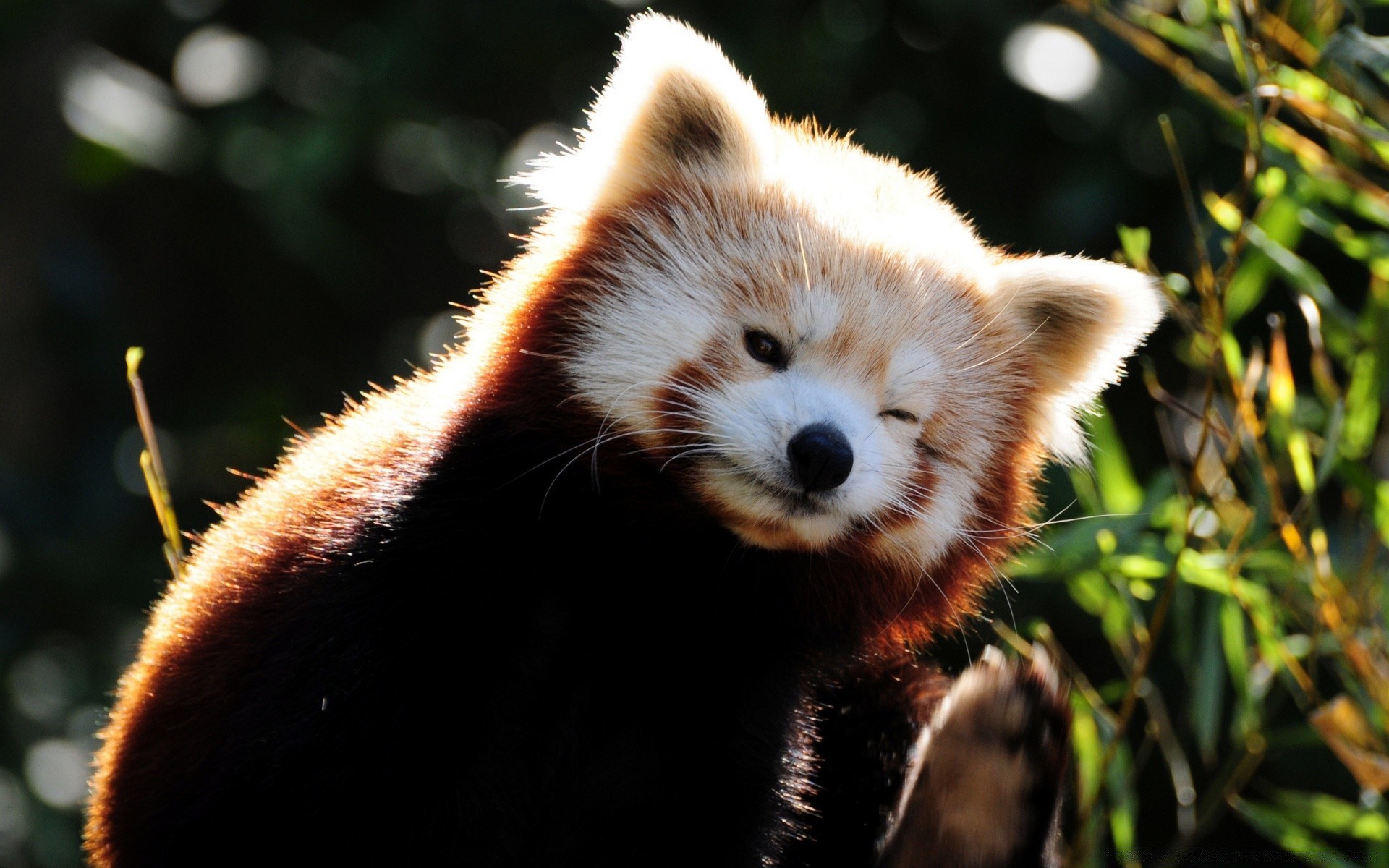 zwierzęta ssak przyroda zwierzę natura zoo portret futro słodkie dziki kot jeden