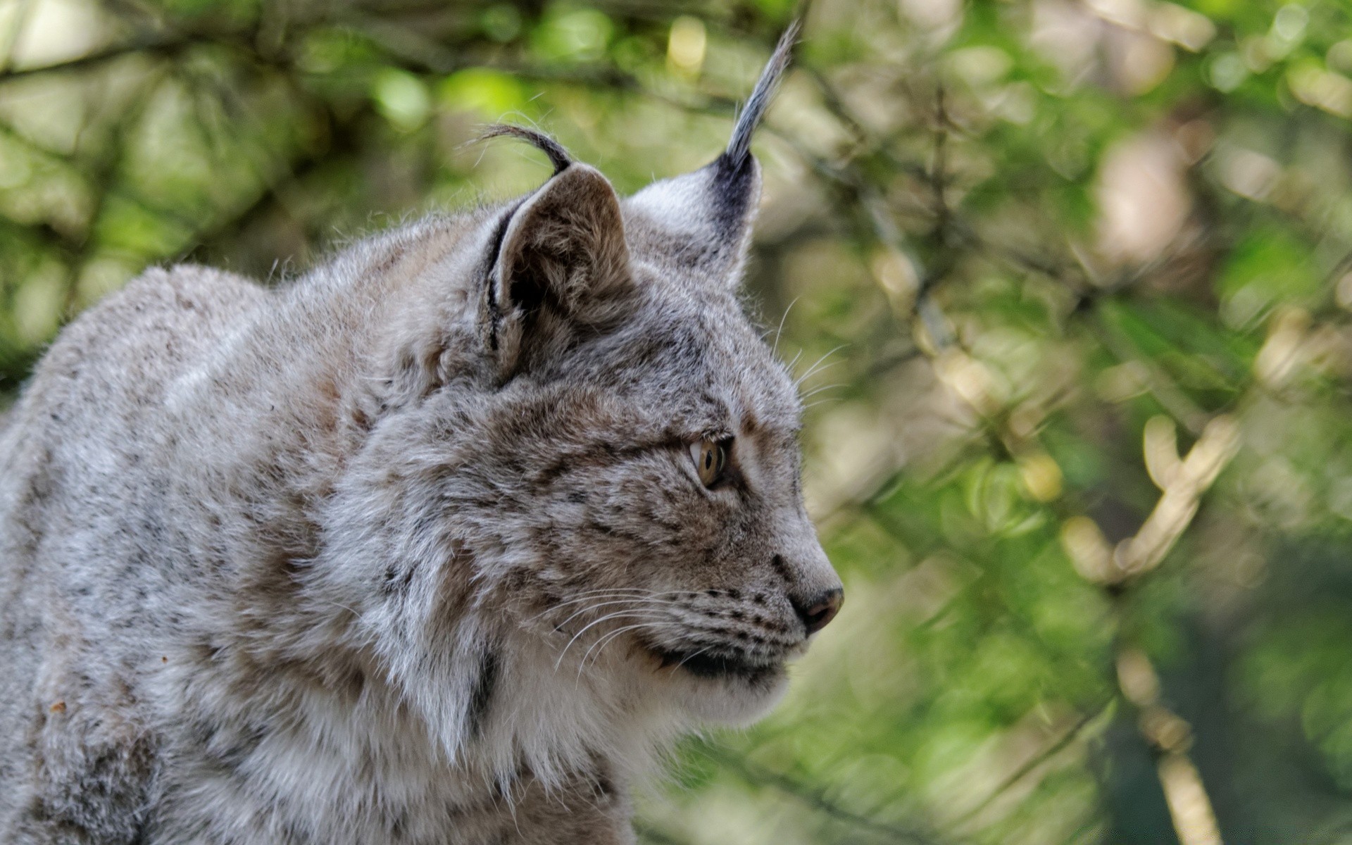 animaux la faune la nature mammifère chat animal sauvage prédateur fourrure mangeur de viande chasseur à l extérieur zoo portrait bois lynx en voie de disparition grand arbre