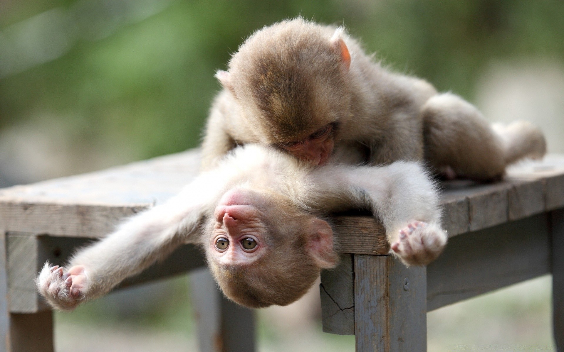 animals mammal monkey animal cute nature primate portrait little wildlife baby fur young ape zoo funny wood family looking wild