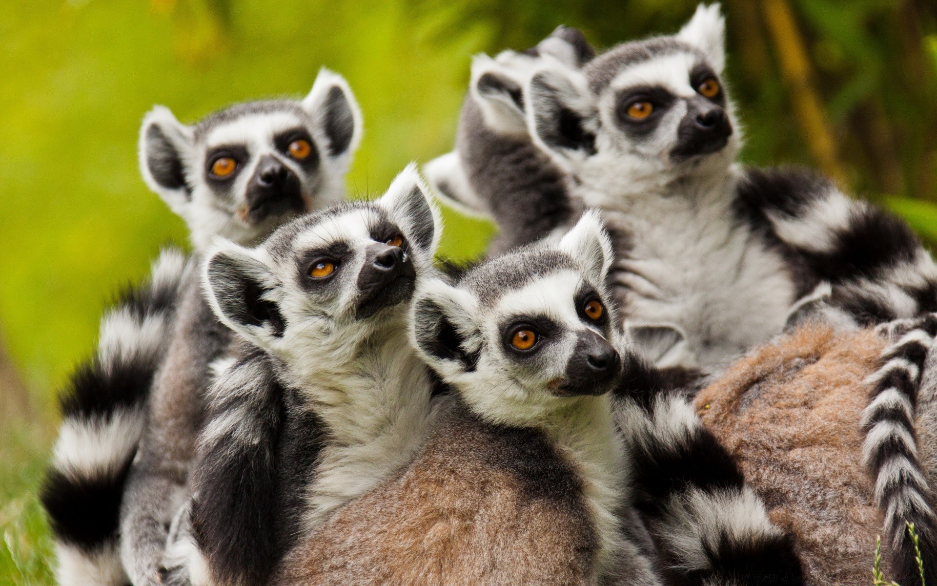 zwierzęta ssak słodkie zwierzę przyroda lemur prymas natura małpa futro portret