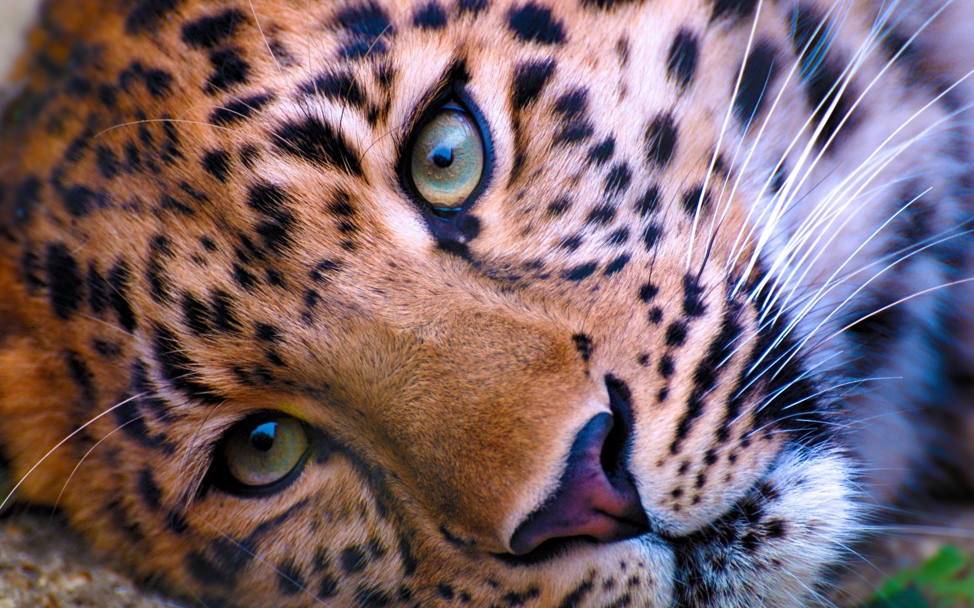 animali gatto leopardo fauna selvatica zoo mammifero predatore animale pelliccia tigre cacciatore natura grande ghepardo safari occhio pantera mangiatore di carne ritratto giungla selvaggio