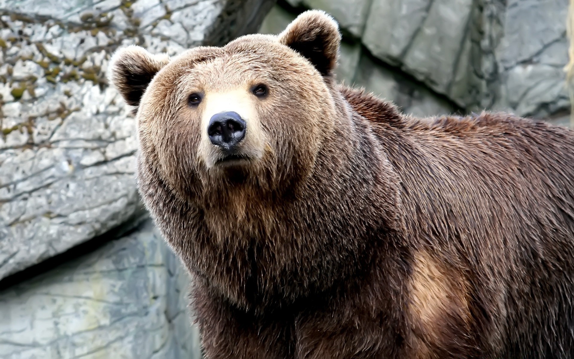 tiere säugetier tierwelt natur tier wild fell raubtier im freien grizzly gefahr zoo fleischesser holz macht