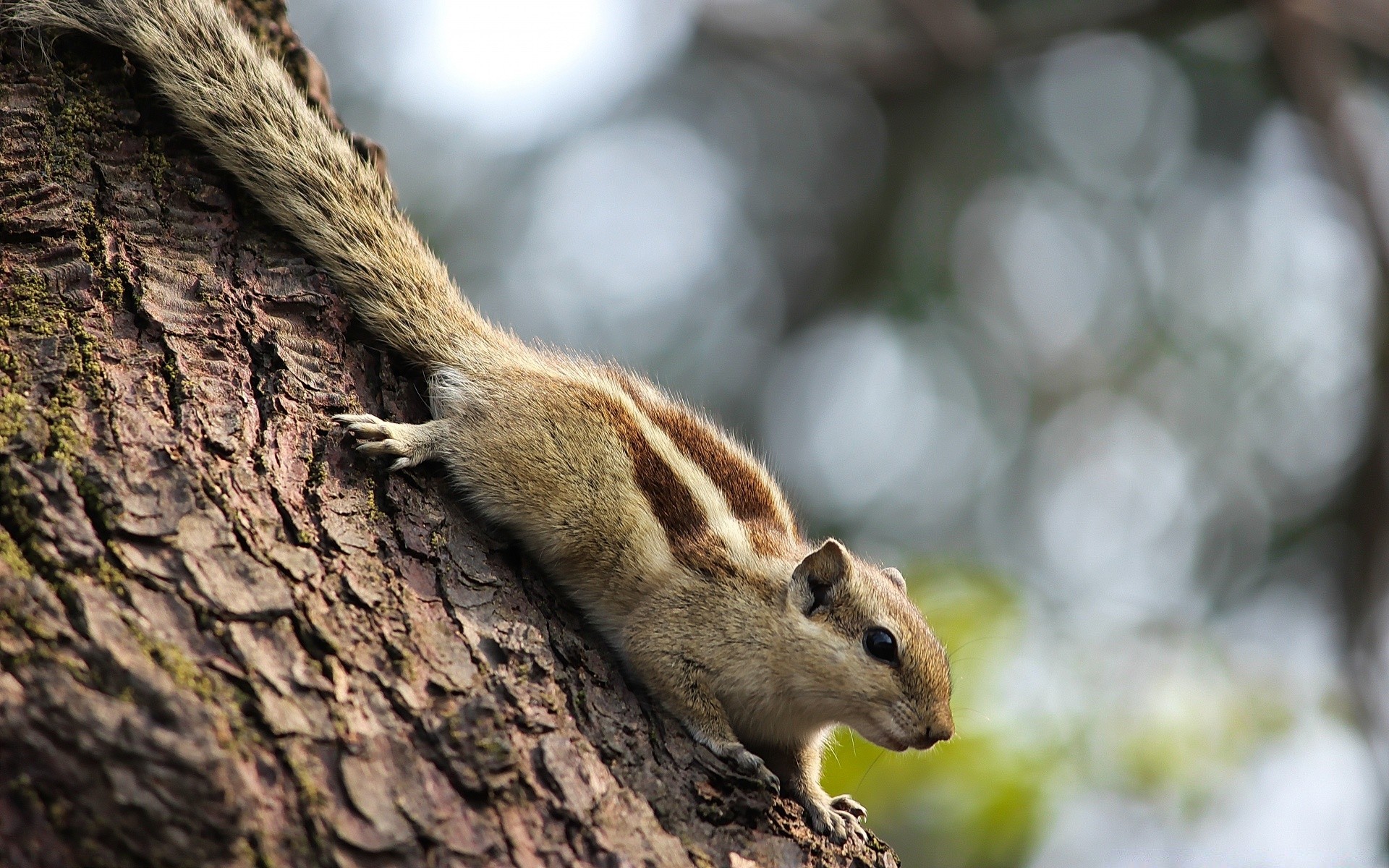 tiere tierwelt eichhörnchen säugetier natur nagetier niedlich holz baum tier wenig im freien fell porträt wild mutter streifenhörnchen park