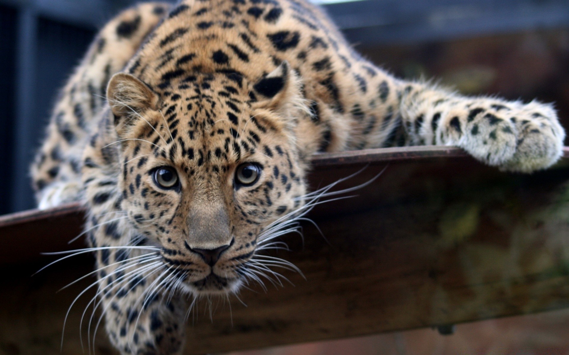 hayvanlar kedi yaban hayatı memeli leopar yırtıcı hayvan hayvan hayvanat bahçesi et yiyen vahşi avcı safari doğa tehlike büyük kürk kaplan