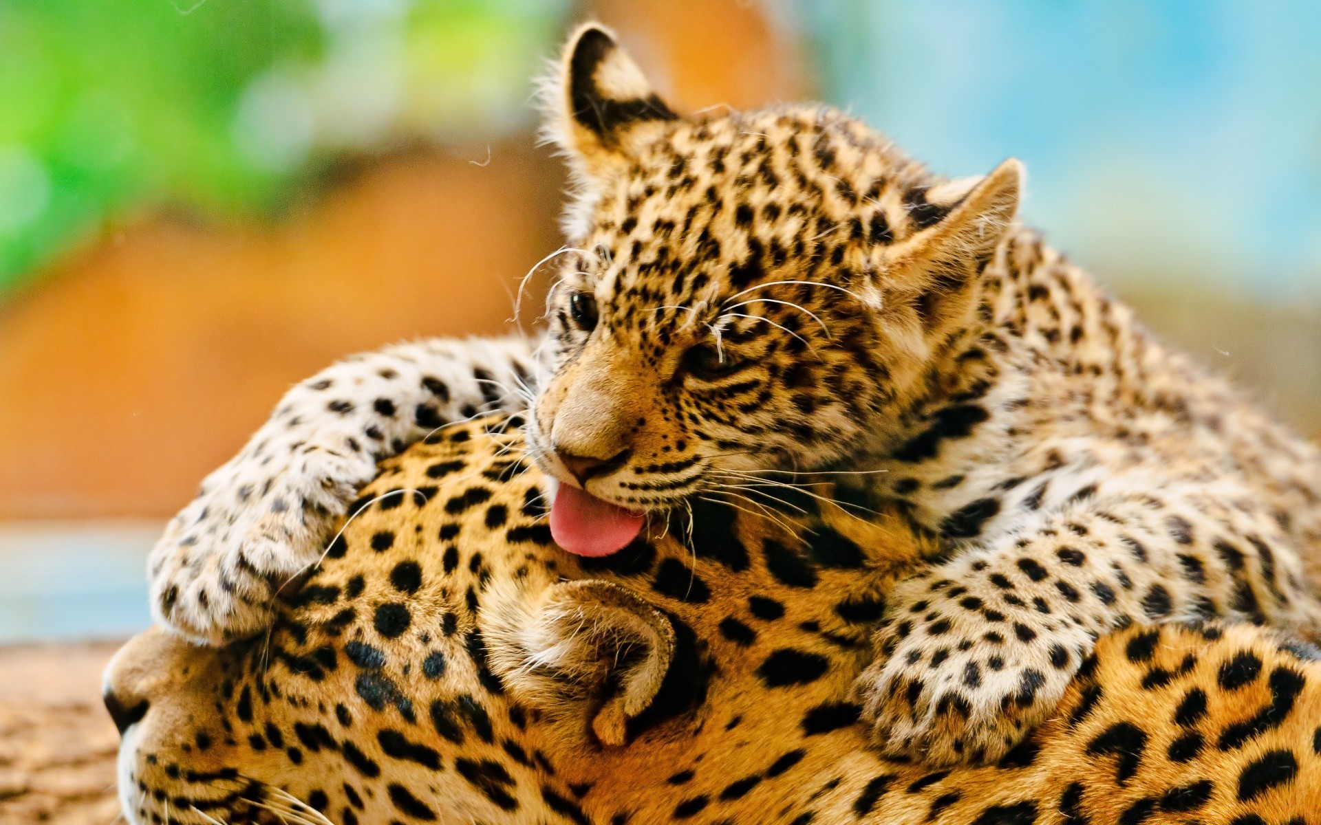 tiere katze tierwelt säugetier leopard fell raubtier zoo tier natur gepard wild jäger fleischesser auge