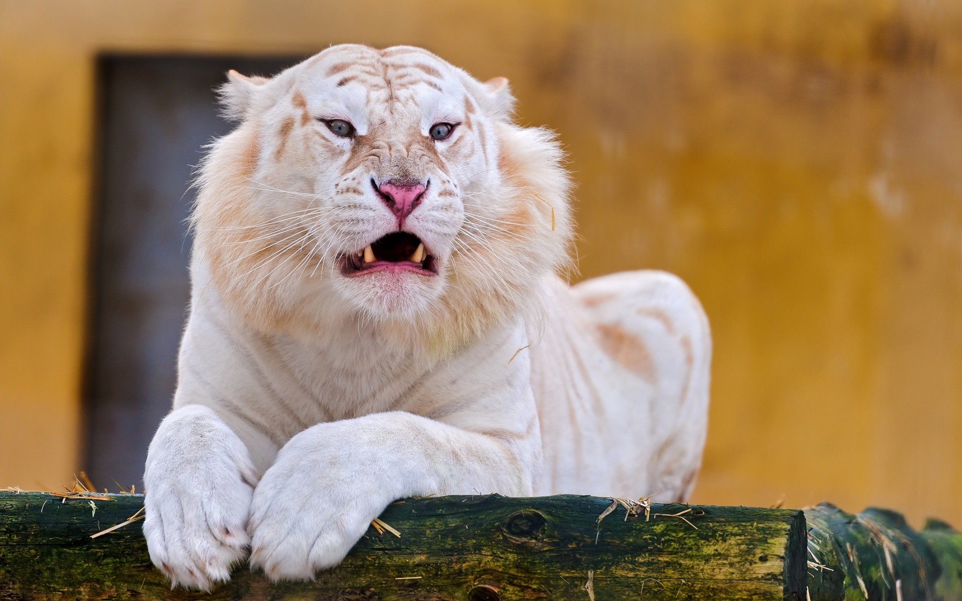 zwierzęta zwierzę ssak natura dzika przyroda kot zoo dziki portret futro drapieżnik trawa