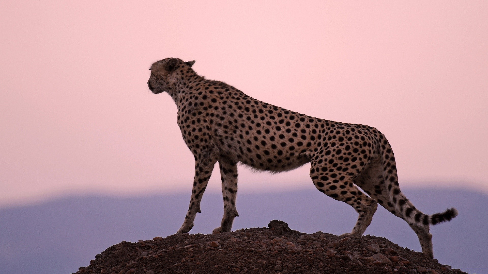 zwierzęta przyroda ssak kot safari gepard lampart zwierzę dziki przyroda zoo drapieżnik