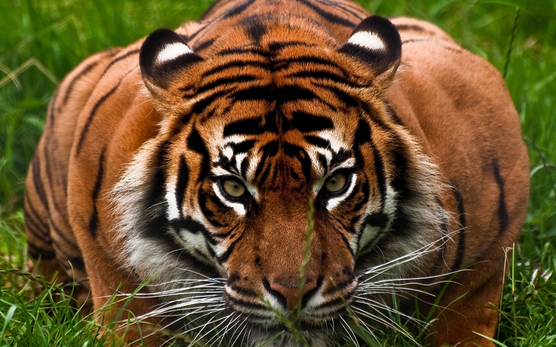 tiere tierwelt tiger katze raubtier tier säugetier dschungel zoo jagd jäger wild fleischesser groß fell natur safari streifen kopf suchen