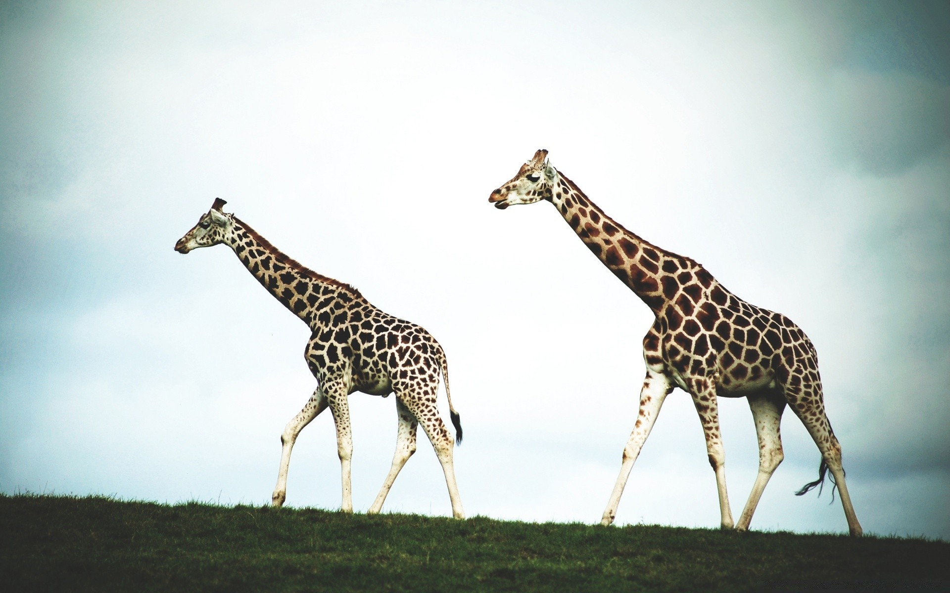 animali giraffa fauna selvatica mammifero safari savana selvaggio natura animale collo alto all aperto luce del giorno erba lungo parco pascolo due ritratto vista laterale