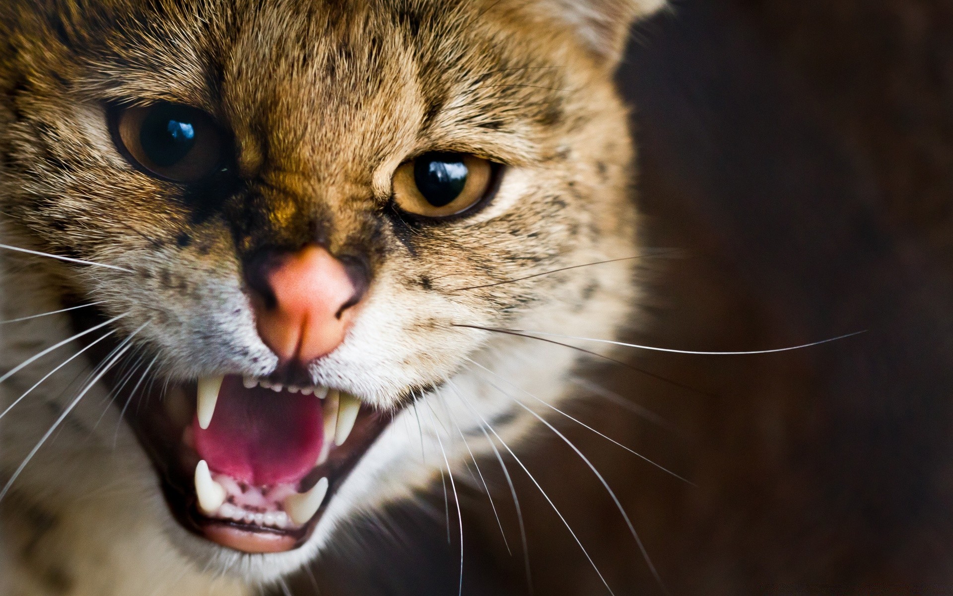 animales gato mamífero lindo animal retrato ojo gatito piel mascota bigote ver joven pelo