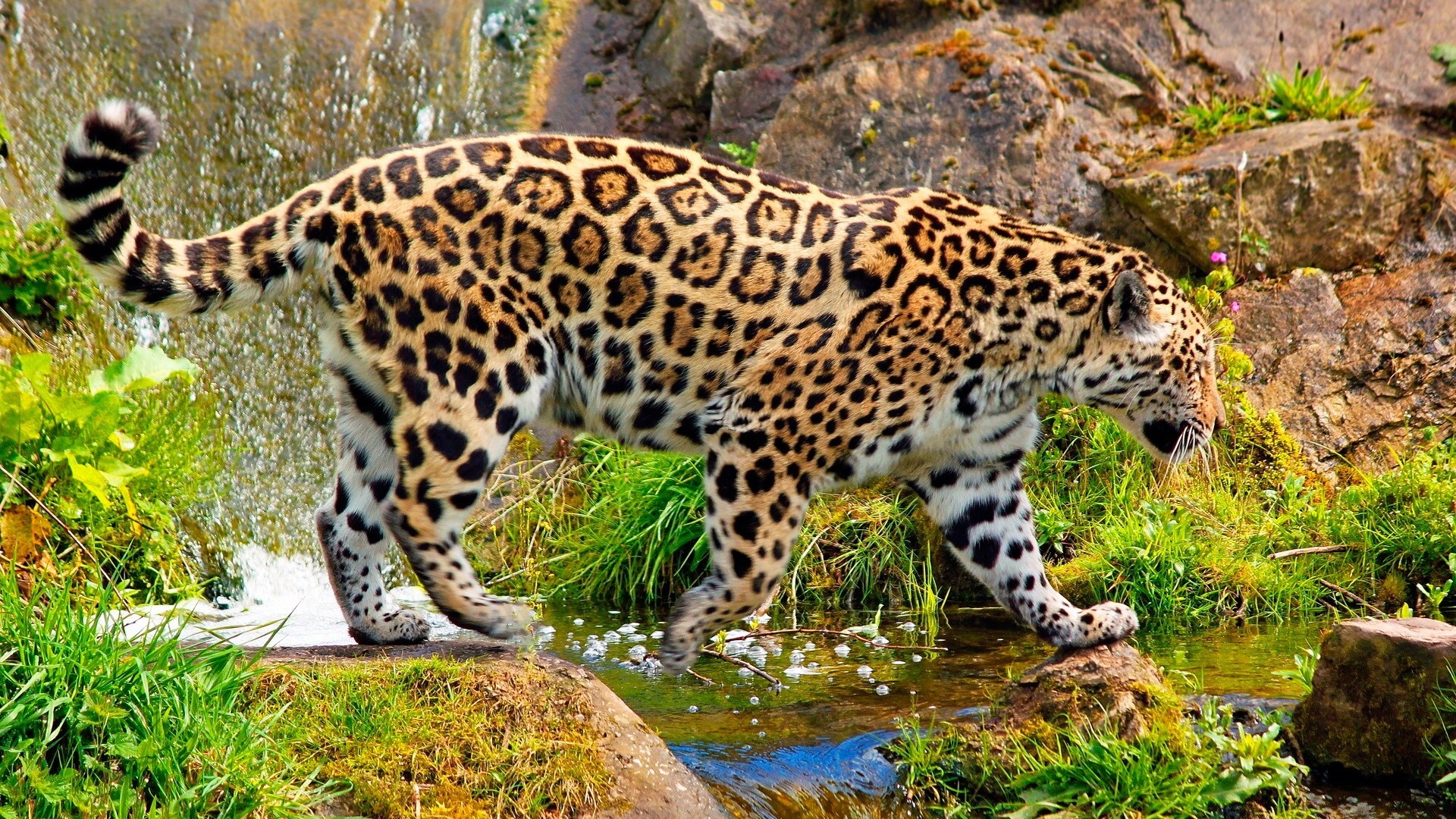 animali fauna selvatica mammifero leopardo gatto natura animale selvaggio predatore zoo safari mangiatore di carne cacciatore giungla grande pelliccia all aperto erba ritratto