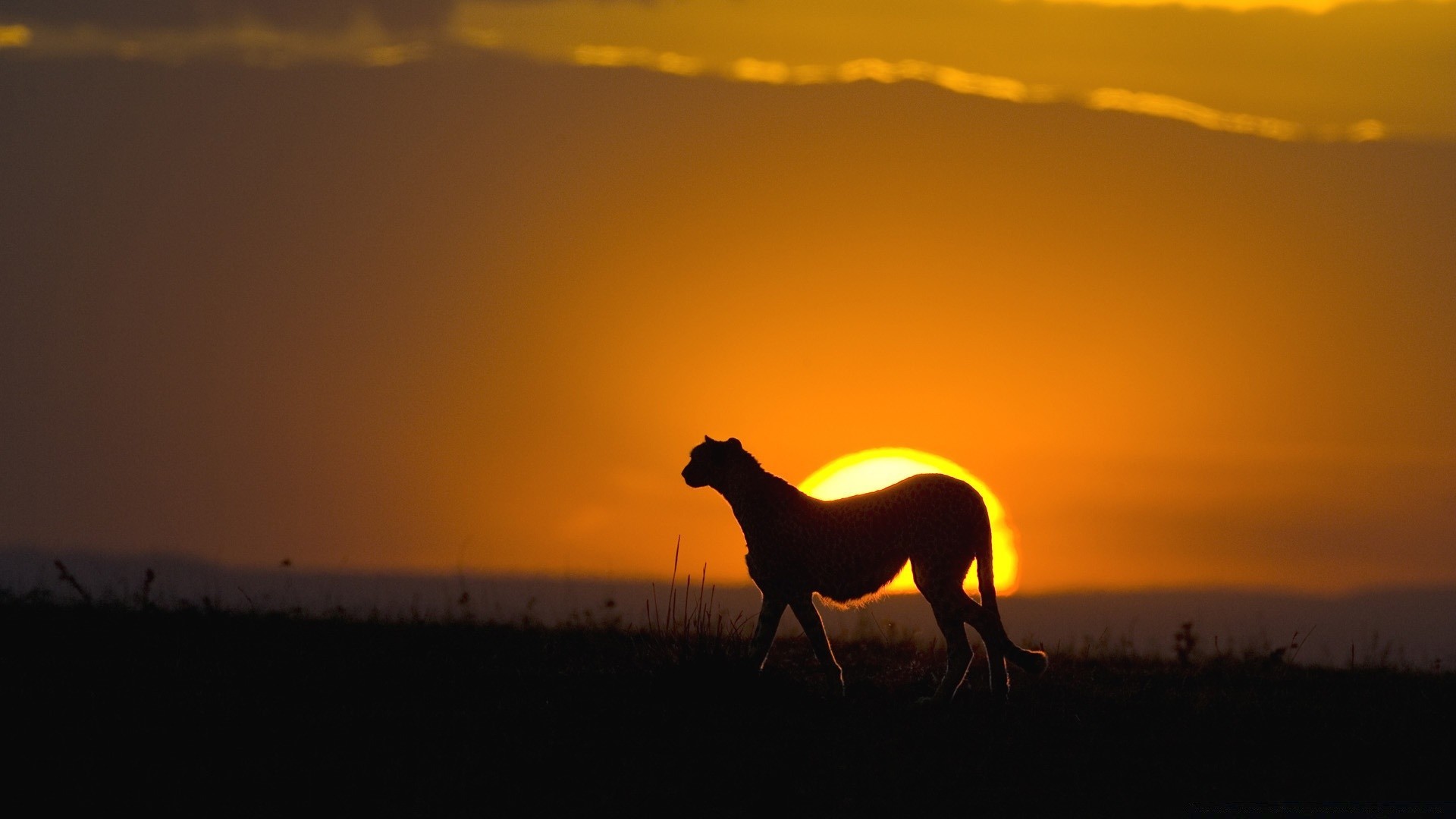 animales puesta del sol iluminado silueta amanecer noche caballería sol mamífero cielo crepúsculo paisaje mare