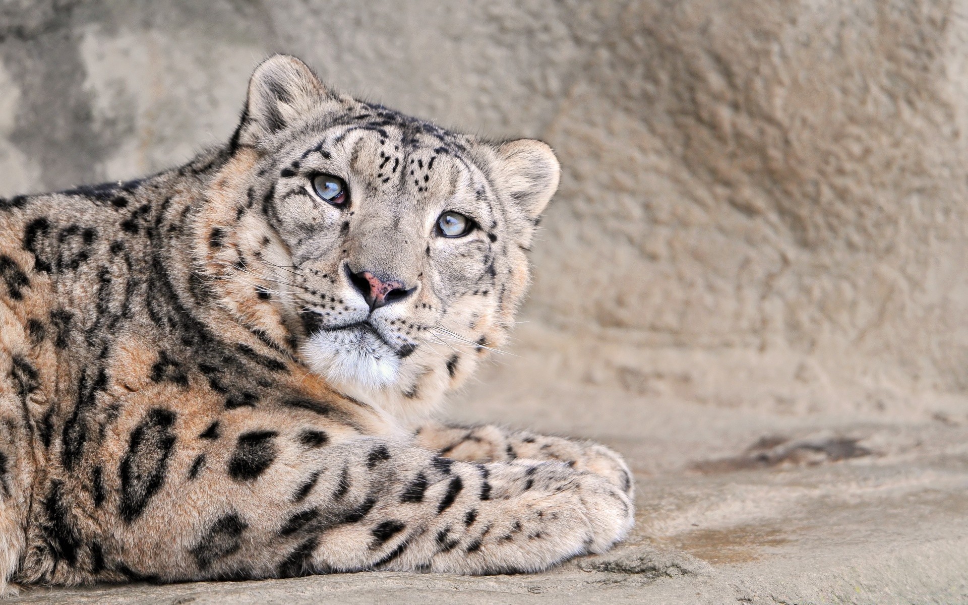 animaux chat faune animal mammifère sauvage prédateur nature safari mangeur de viande zoo grand fourrure chasseur