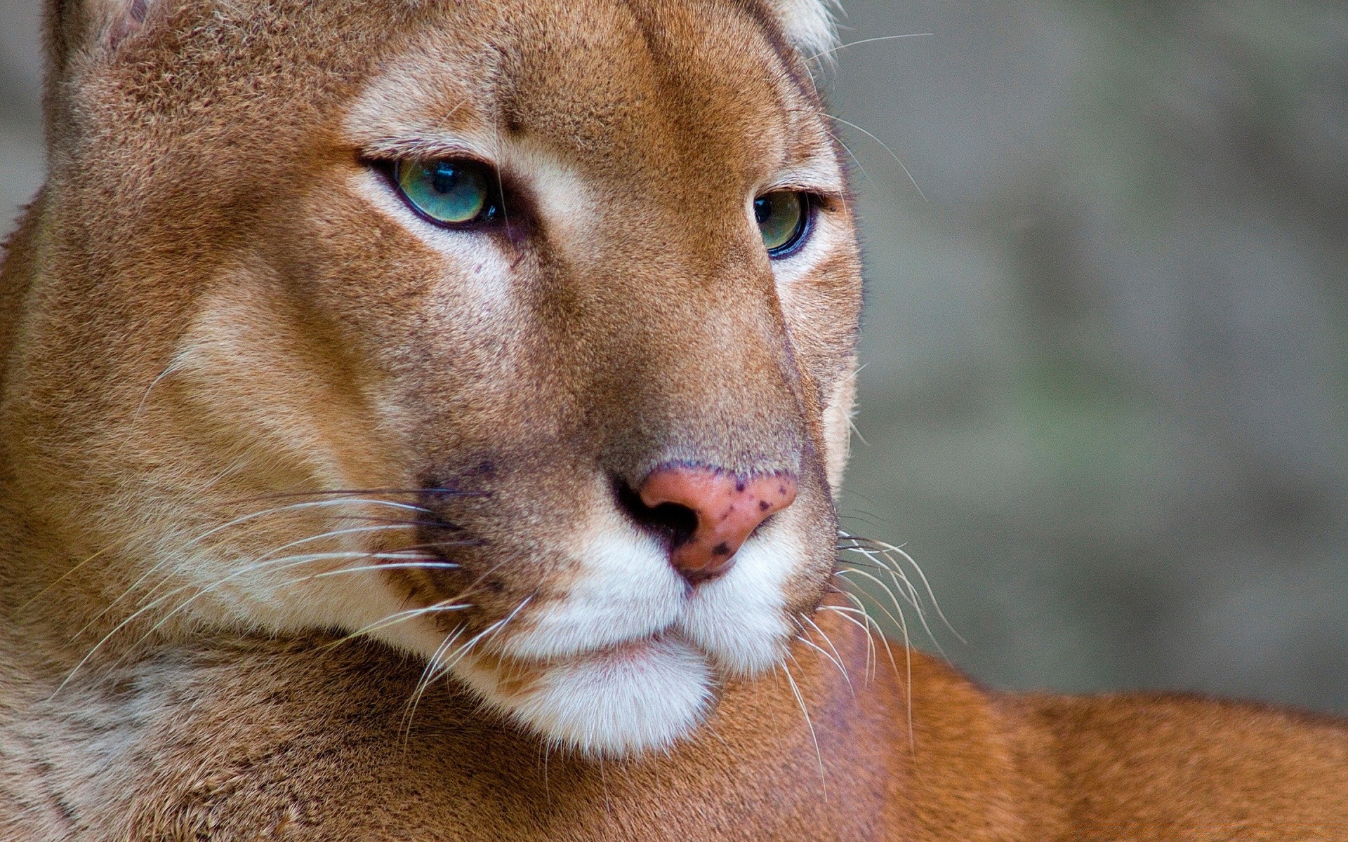 animais gato vida selvagem mamífero jardim zoológico retrato leão animal predador natureza selvagem caçador olho pele fofa