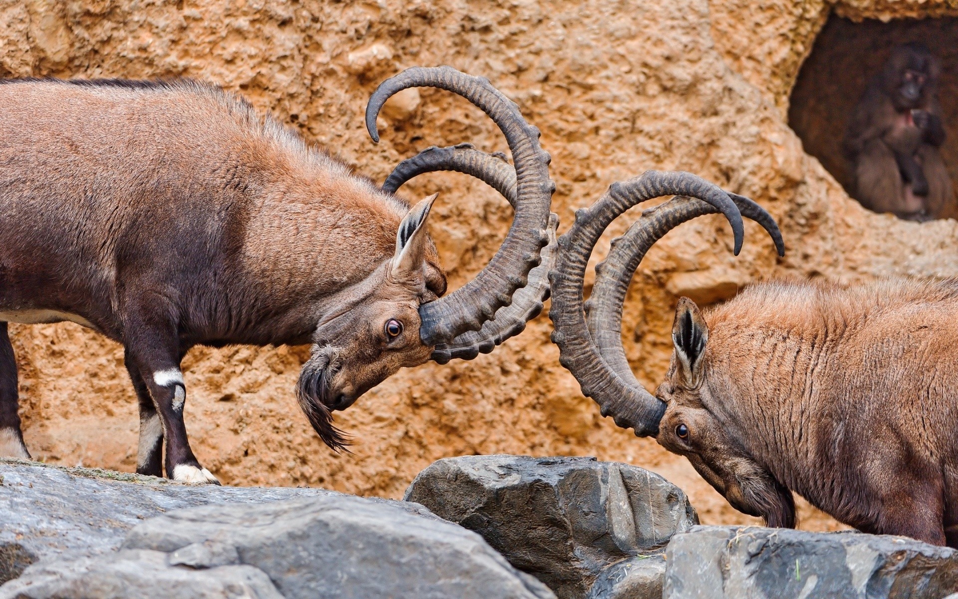 tiere tier säugetier natur wildtiere wild ziege park schafe horn zoo im freien ram