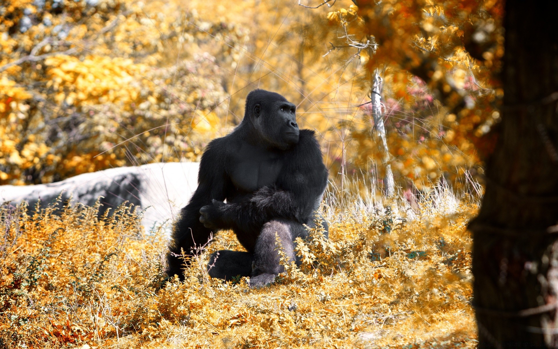 hayvanlar memeli ahşap park açık havada yaban hayatı doğa hayvan