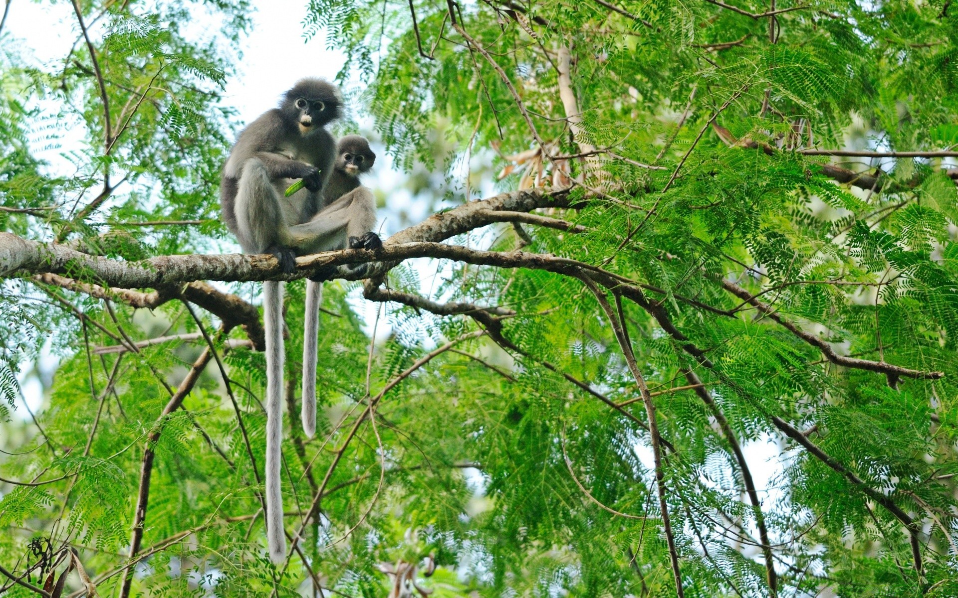 animais macaco selva árvore madeira natureza selvagem primaz floresta tropical parque vida selvagem folha tropical animal ambiente