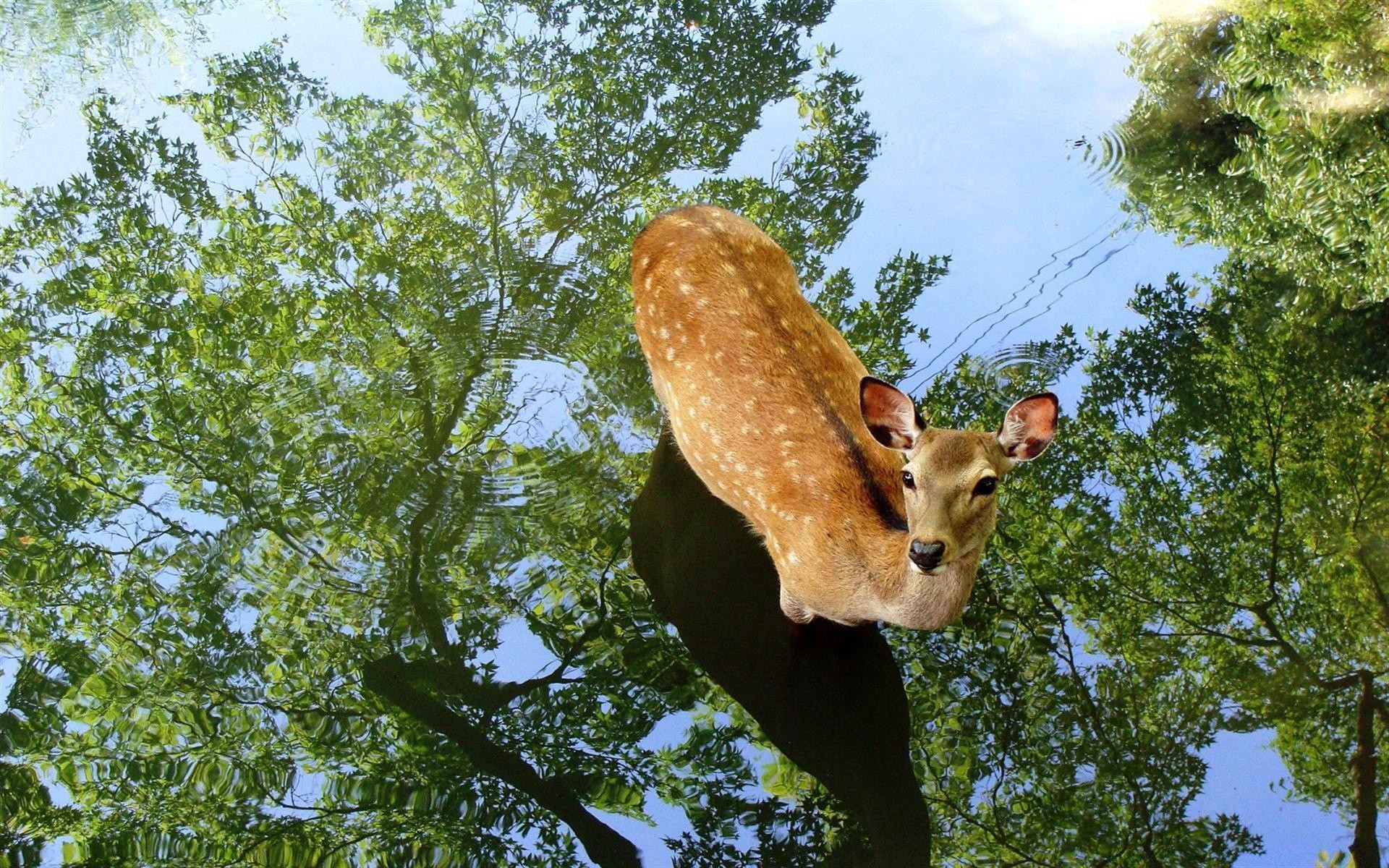 tiere natur baum im freien holz park umwelt sommer wild