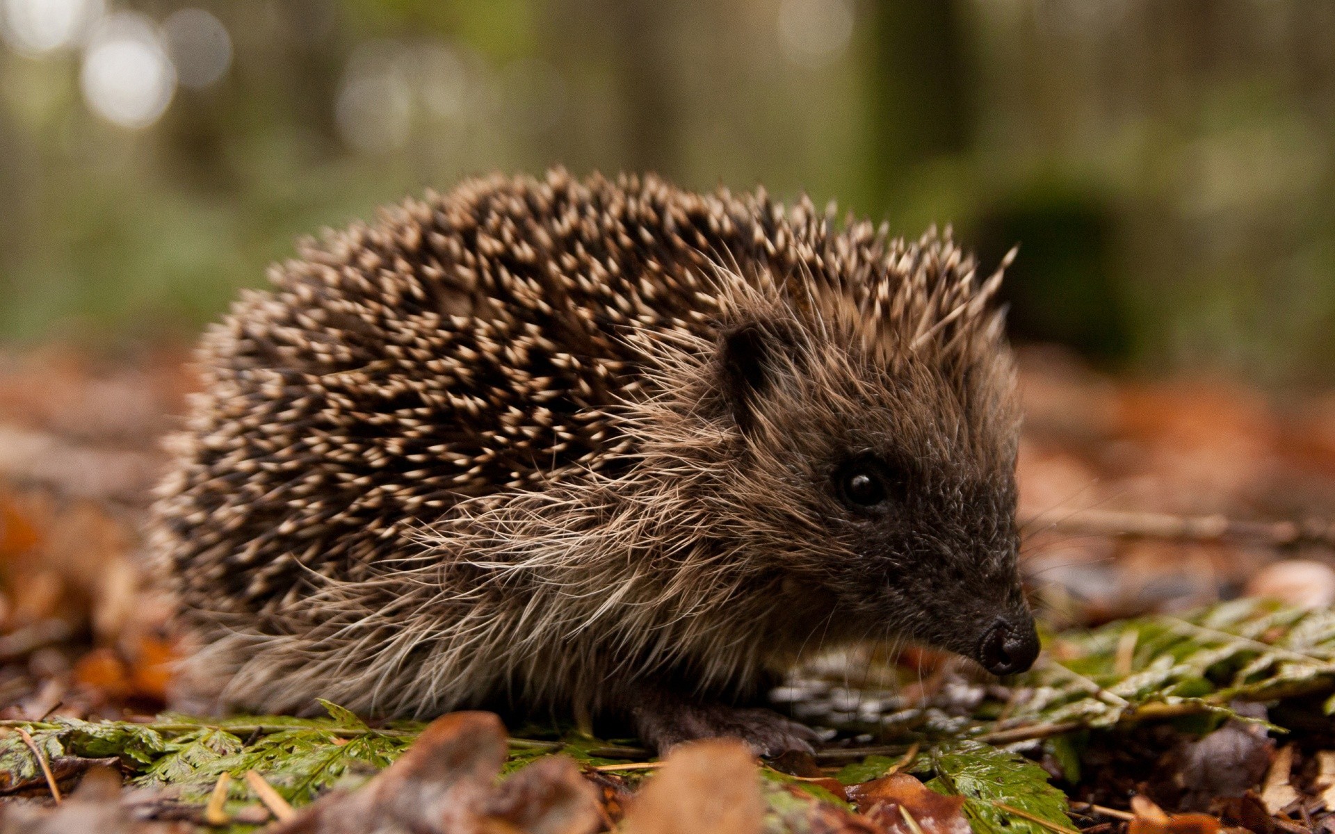 animais mamífero natureza vida selvagem ao ar livre roedor bonito madeira grama animal selvagem pequeno afiado