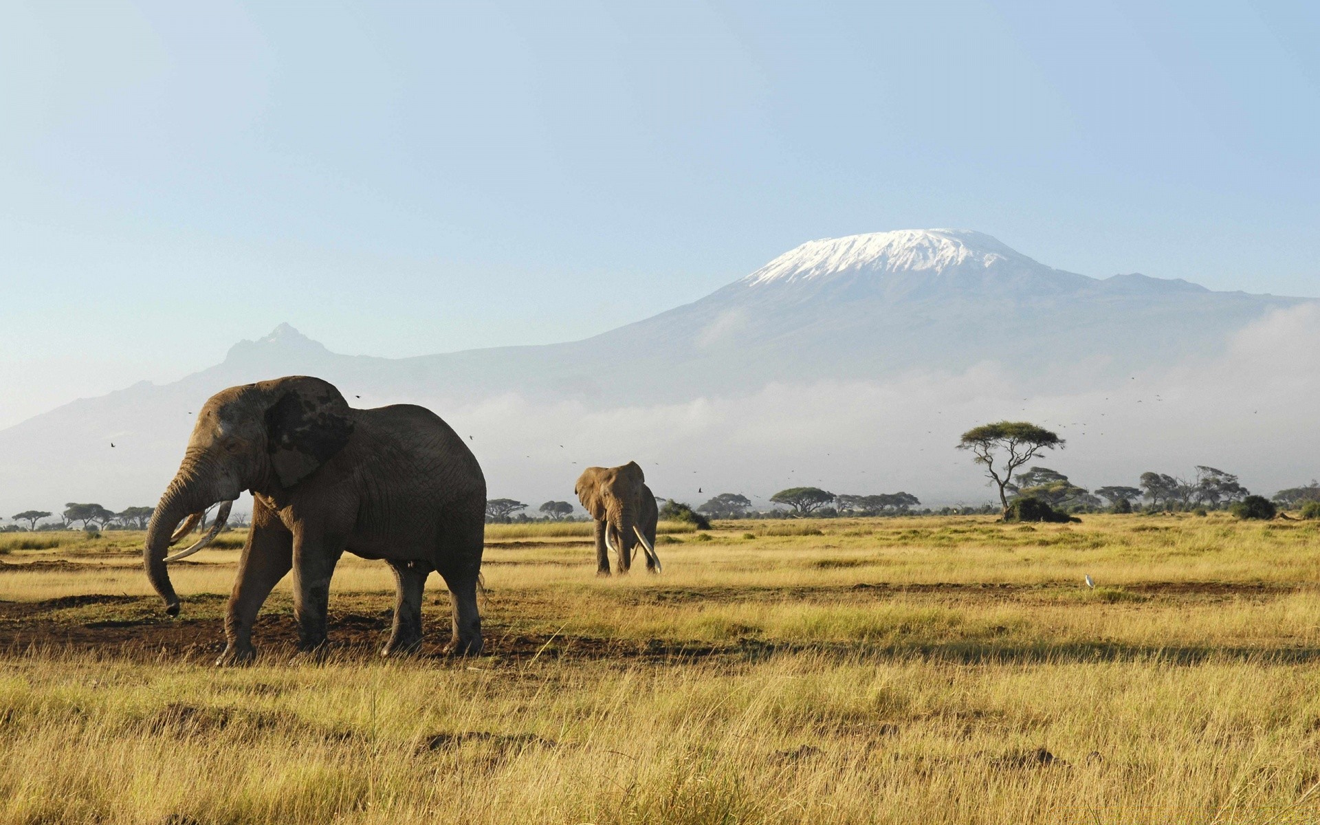 animales mamíferos pastizales paisaje vida silvestre viajes al aire libre hierba elefante naturaleza cielo safari animal campo