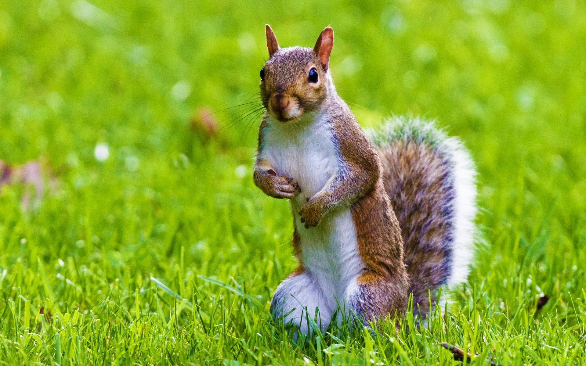 animaux herbe nature mignon mammifère écureuil petit animal la faune à l extérieur rongeur fourrure